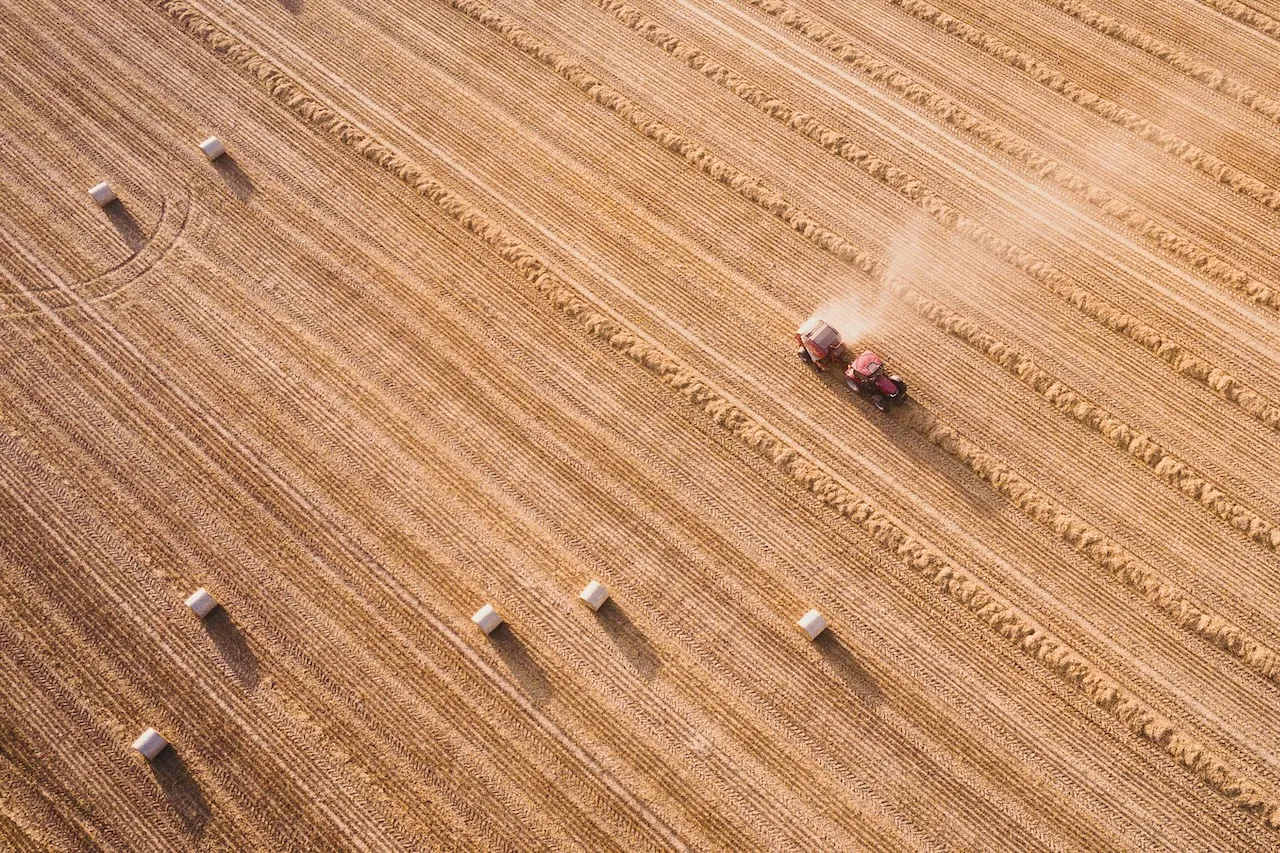Ripresa aerea di un grande campo di grano dorato appena mietuto con mietitrebbia in azione che lascia solchi paralleli e balle di fieno cilindriche sparse in file ordinate