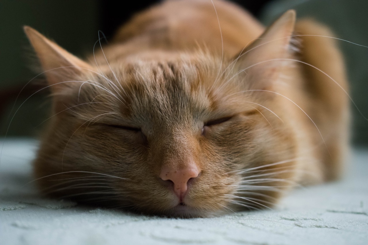Gato anaranjado dormido con ojos cerrados