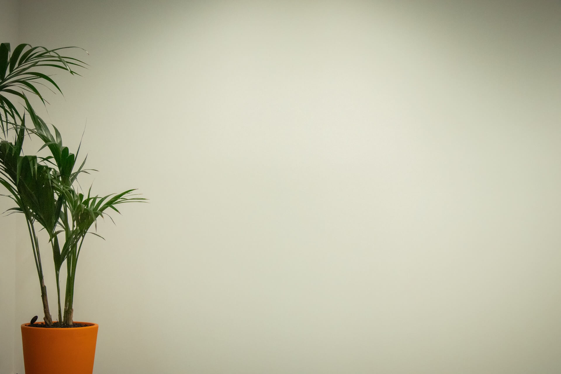 Vaso laranja com planta de folhas verdes junto a parede branca