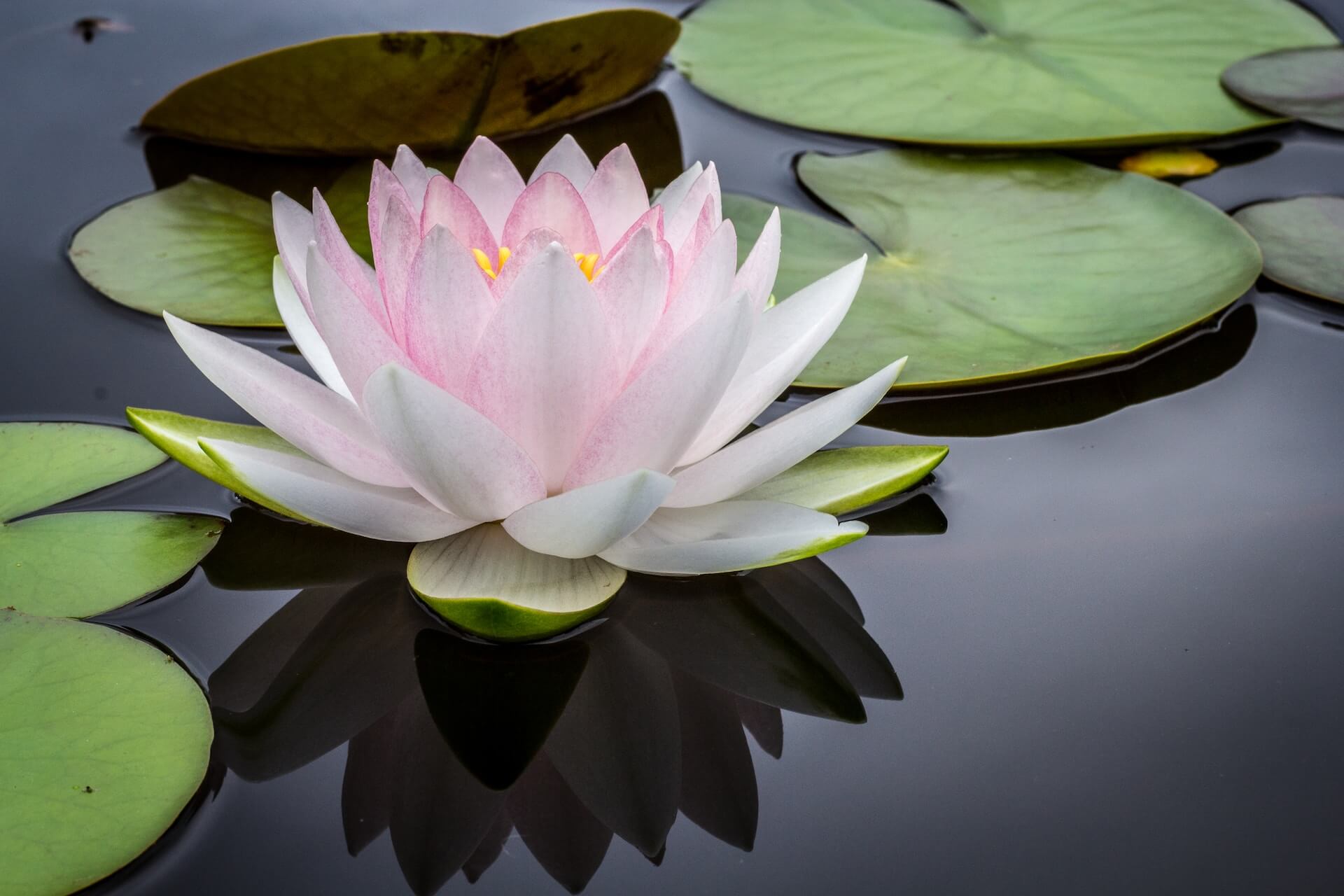 Flor de lótus rosa e branca rodeada por grandes folhas verdes de nenúfar a flutuar num lago calmo de água escura