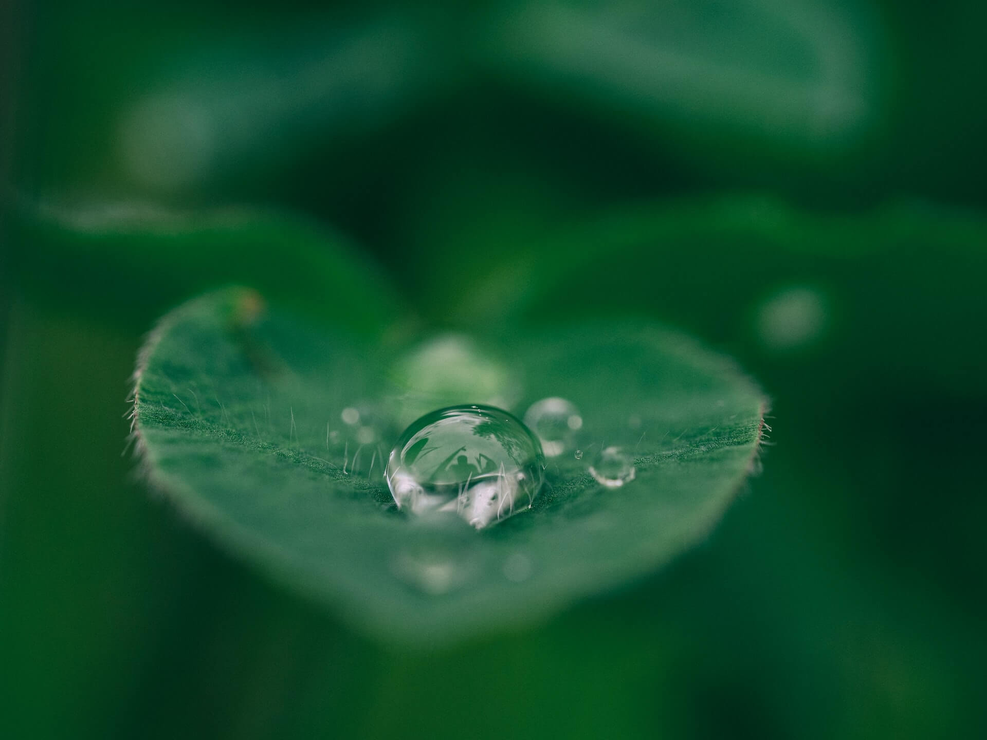 closeup de uma folha verde com uma gota de água grande refletindo o entorno e gotas menores distribuídas na superfície