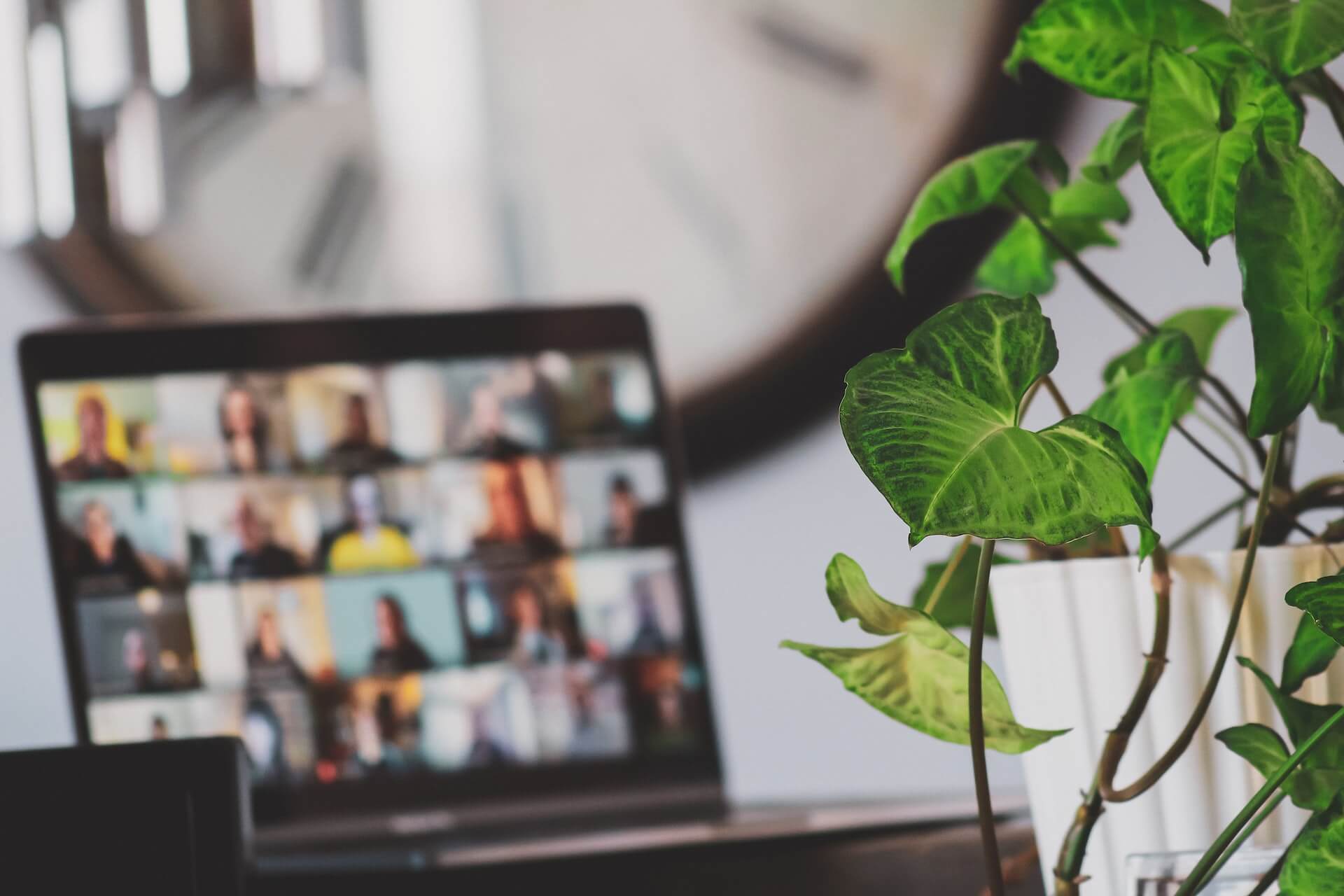 Planta de folhas verdes em vaso em primeiro plano com ecrã de portátil em sessão de videoconferência desfocado e relógio de parede ao fundo
