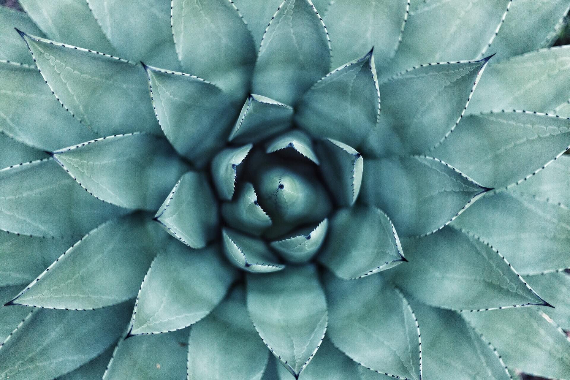 fotografia de close-up de uma suculenta verde-azulada com folhas pontiagudas dispostas em padrão em espiral