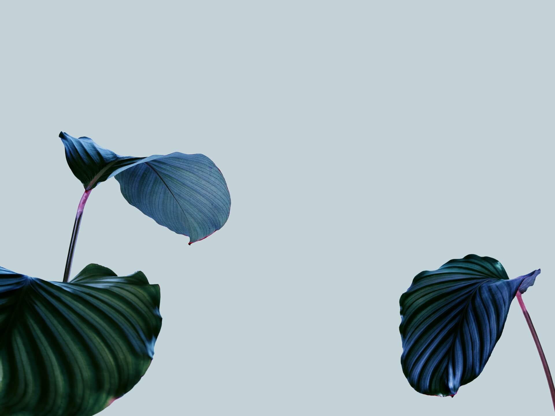 Três folhas tropicais em tons de verde e azul com nervuras visíveis e caules rosados dispostas sobre um fundo cinzento uniforme