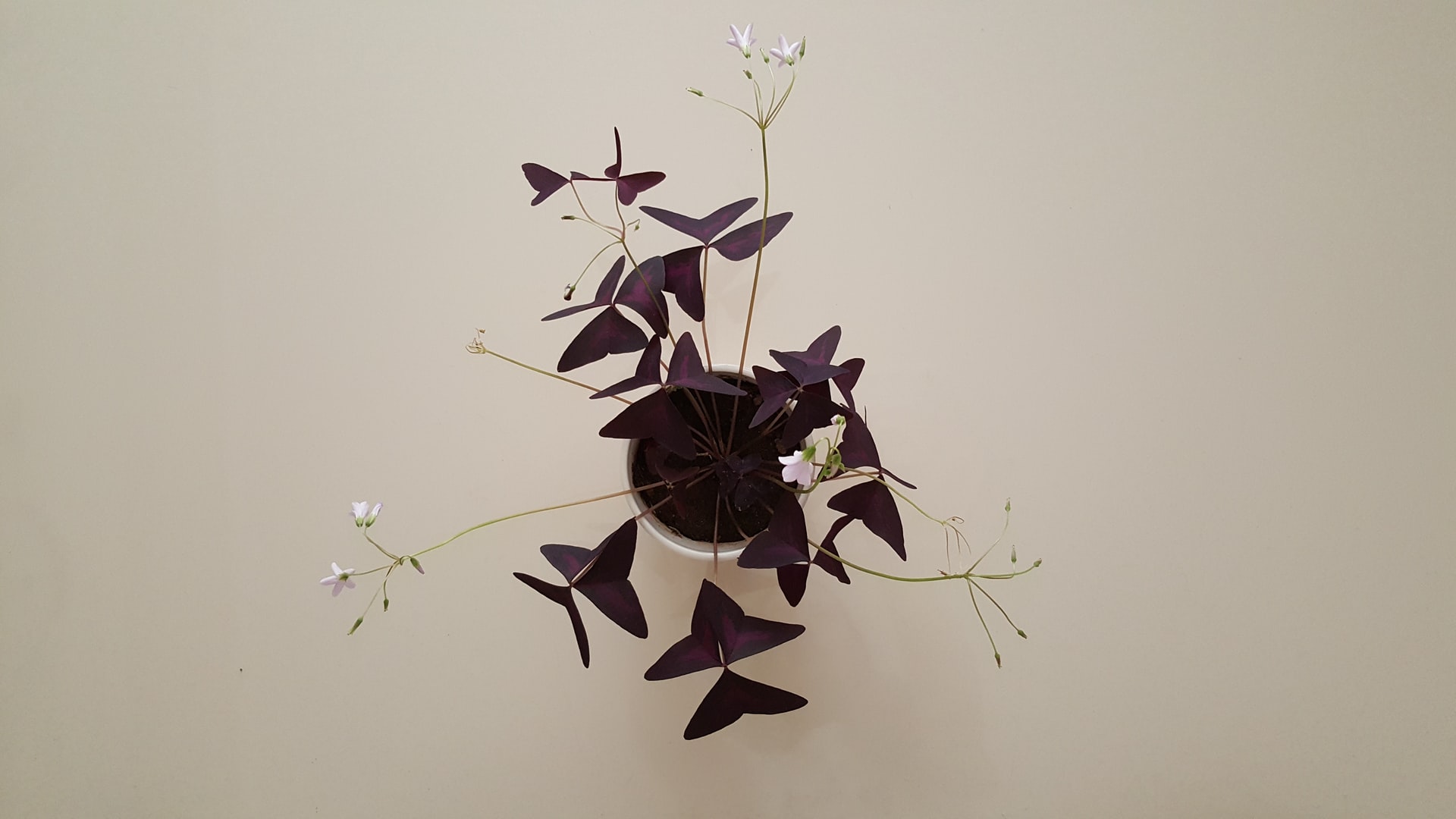 Oxalis triangularis vista de cima com folhas triangulares roxas e pequenas flores cor de rosa sobre fundo neutro