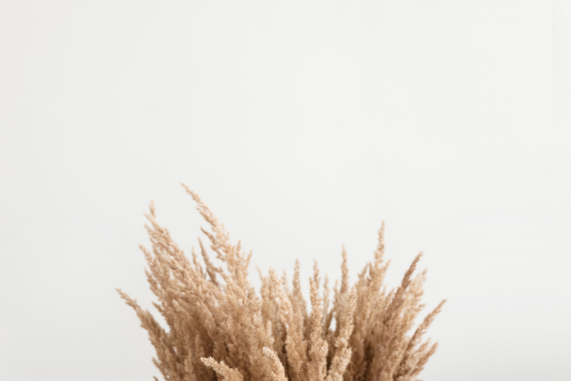Detalhe de tufos de capim-dos-pampas secos de tonalidade bege com textura plumosa no terço inferior contra parede branca sem decoração