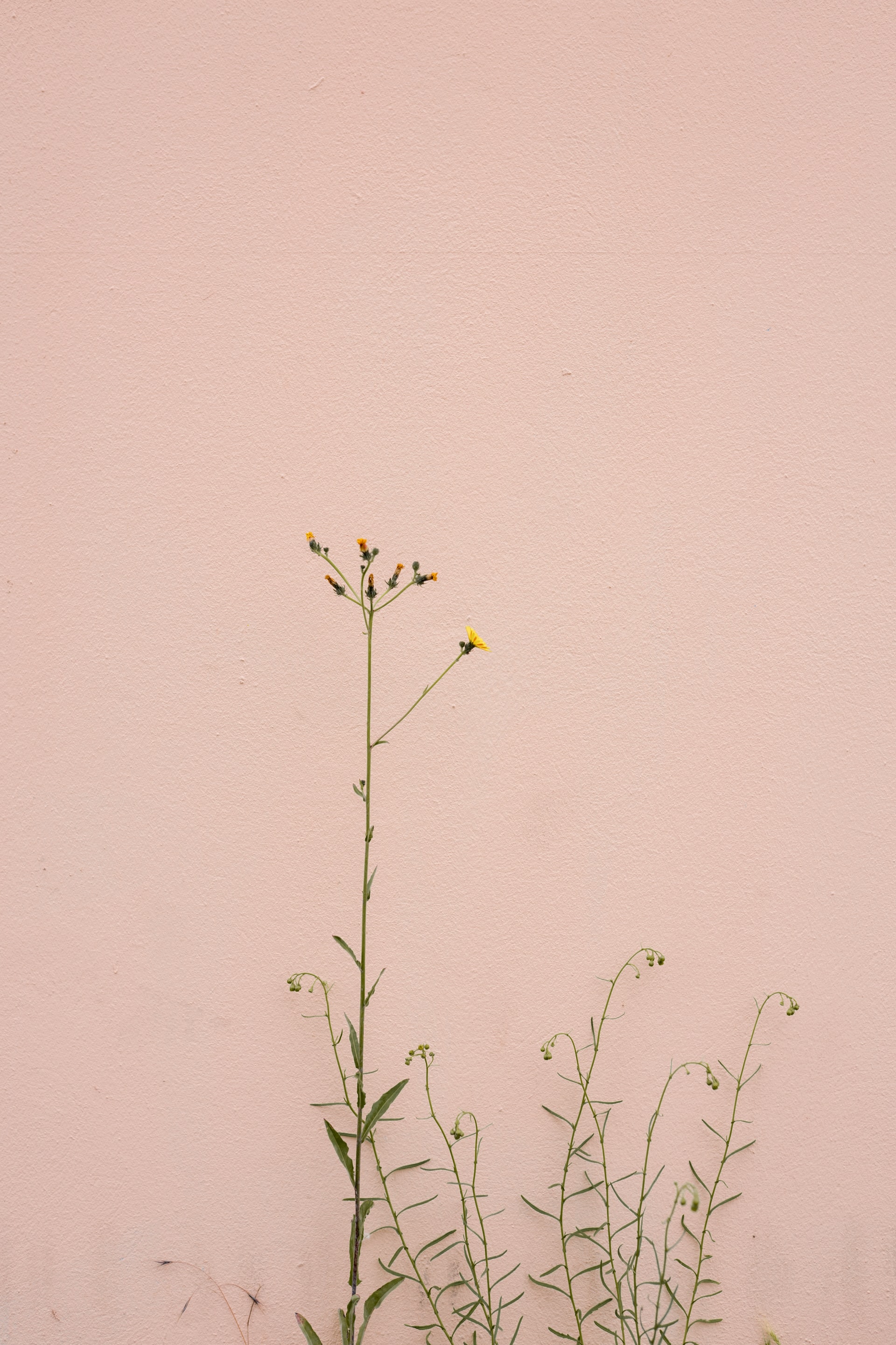 Ramo de planta silvestre com flores amarelas num fundo de parede rosa claro
