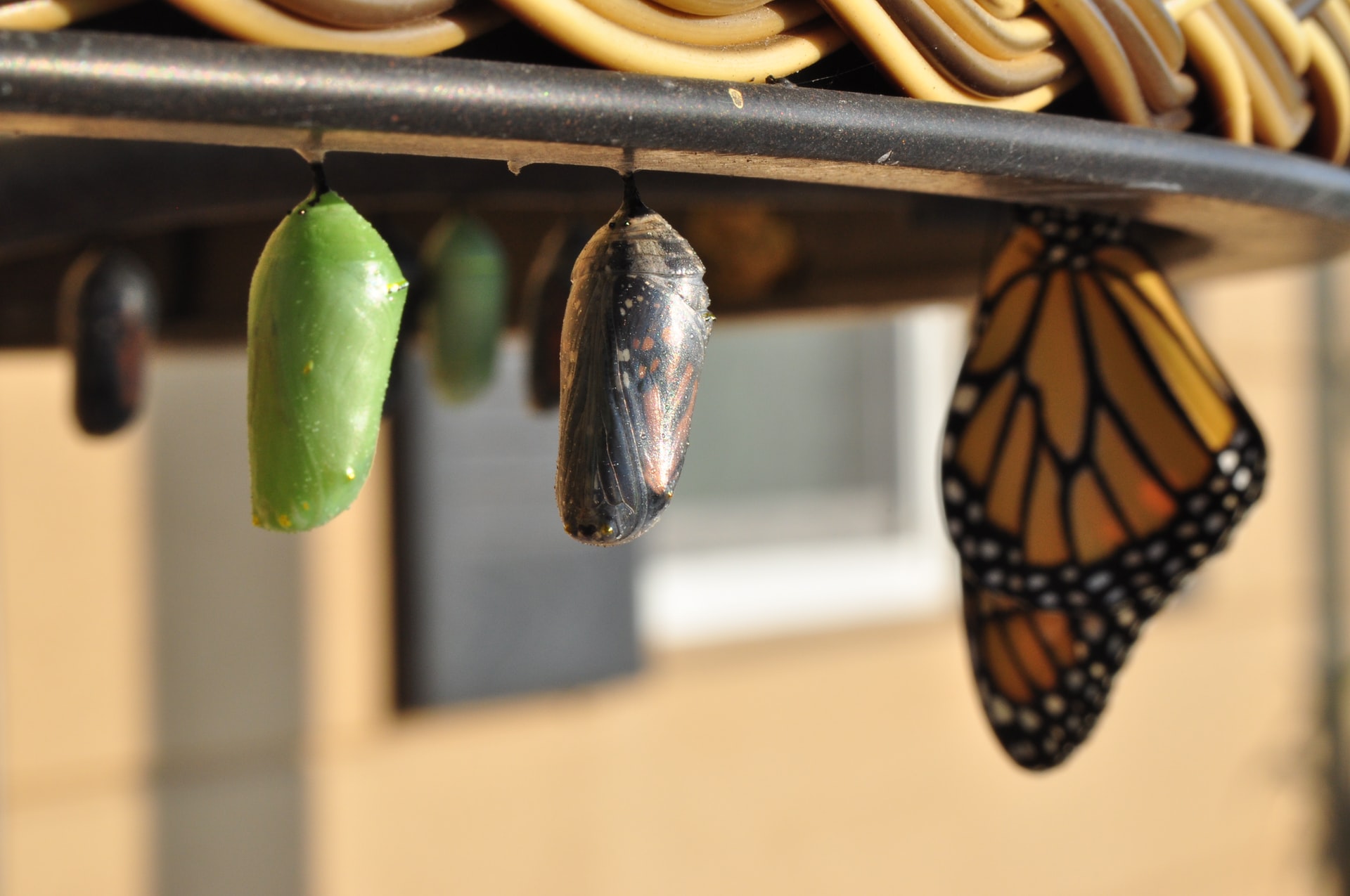 Crisálidas de borboleta monarca penduradas num aro metálico incluindo uma que já emergiu como borboleta laranja e preta