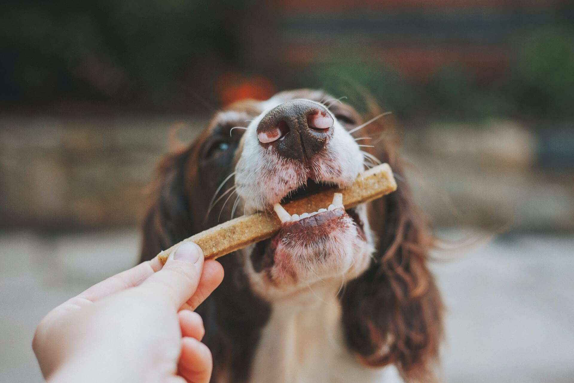 close up of a brown and white spaniel dog taking a rectangular biscuit from a persons hand outdoors with blurred background