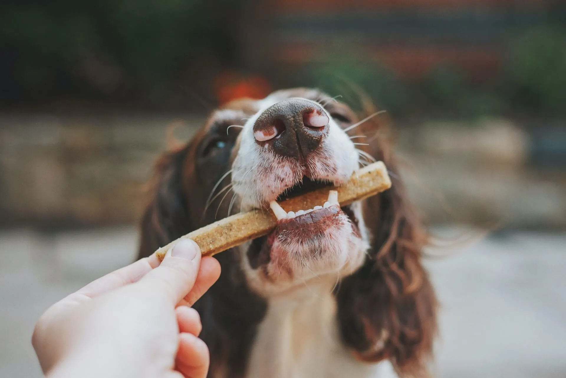 close up of a brown and white spaniel dog taking a rectangular biscuit from a persons hand outdoors with blurred background