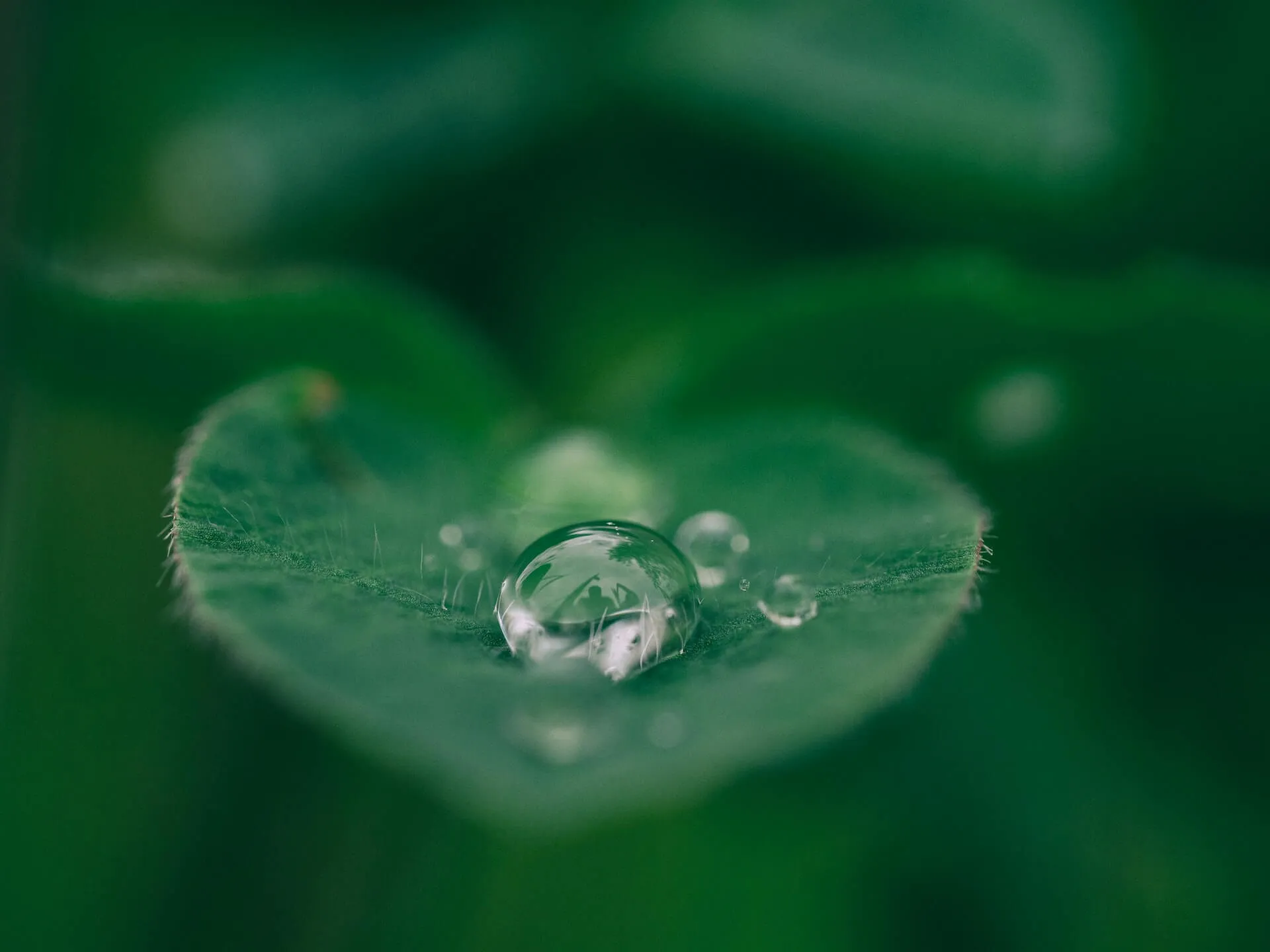 Close-up of a dewdrop resting on a textured green leaf with a soft blurred background