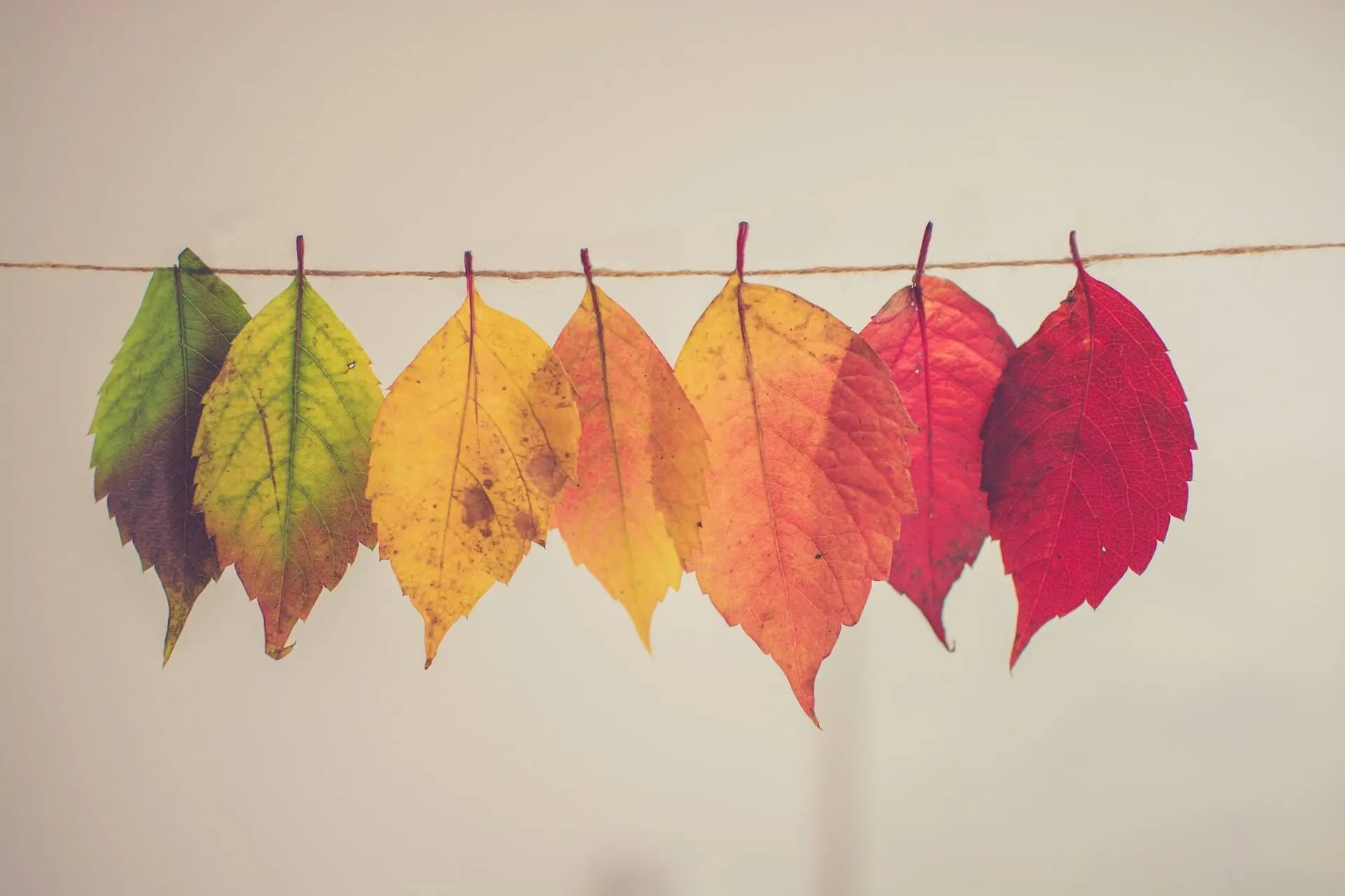 Row of six serrated leaves transitioning from green to yellow orange to red suspended on a piece of twine against a plain background