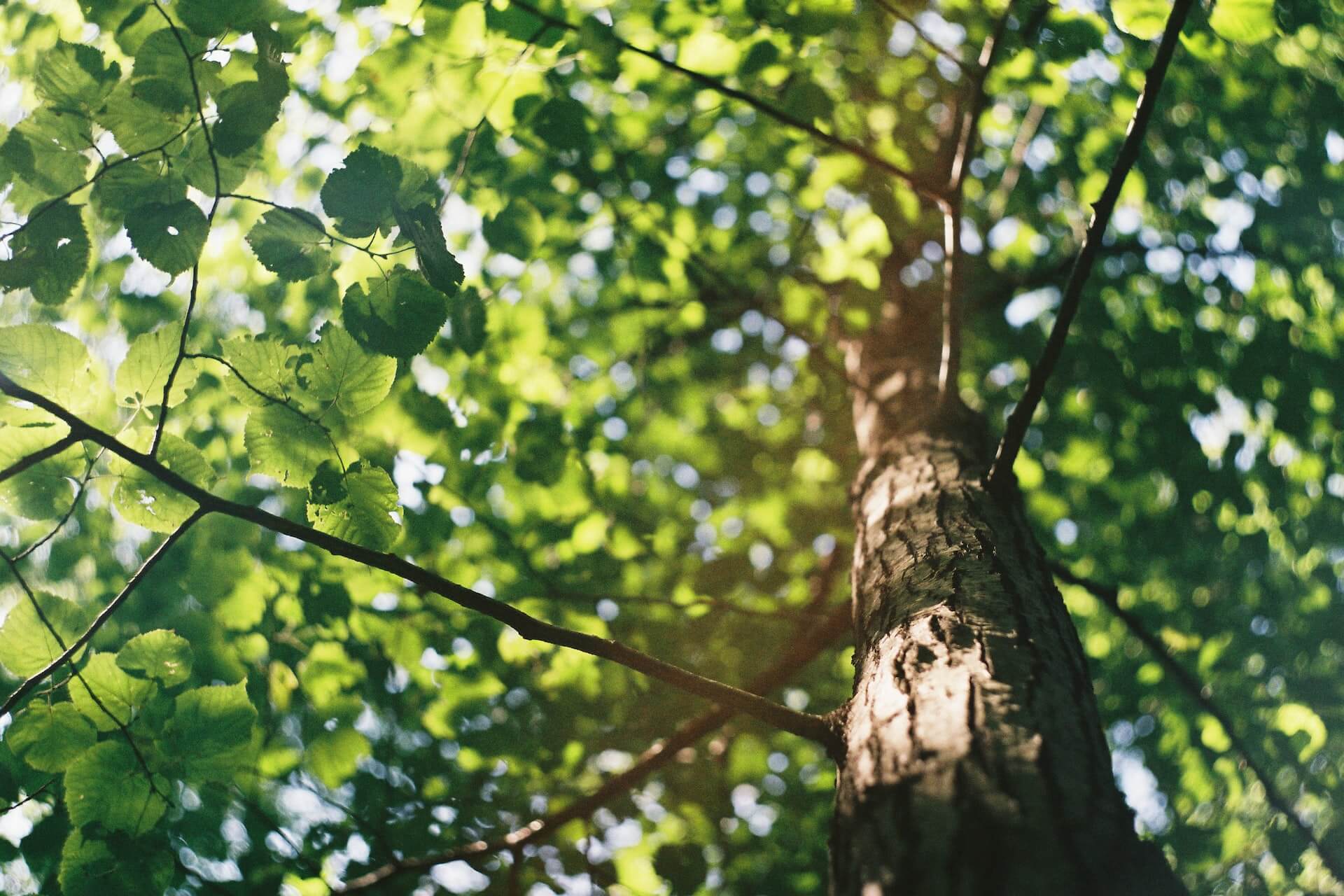 Upward view of a tall tree trunk with textured bark and branching limbs covered in bright green leaves with dappled sunlight