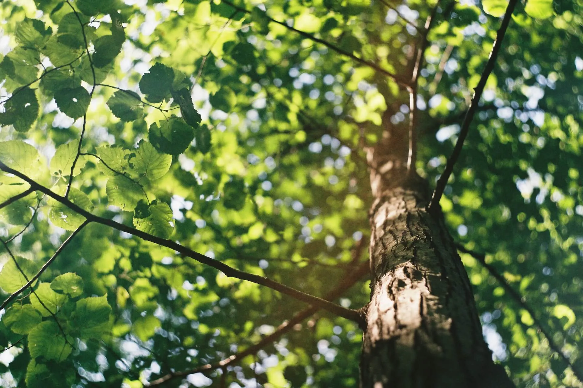 Upward view of a tall tree trunk with textured bark and branching limbs covered in bright green leaves with dappled sunlight