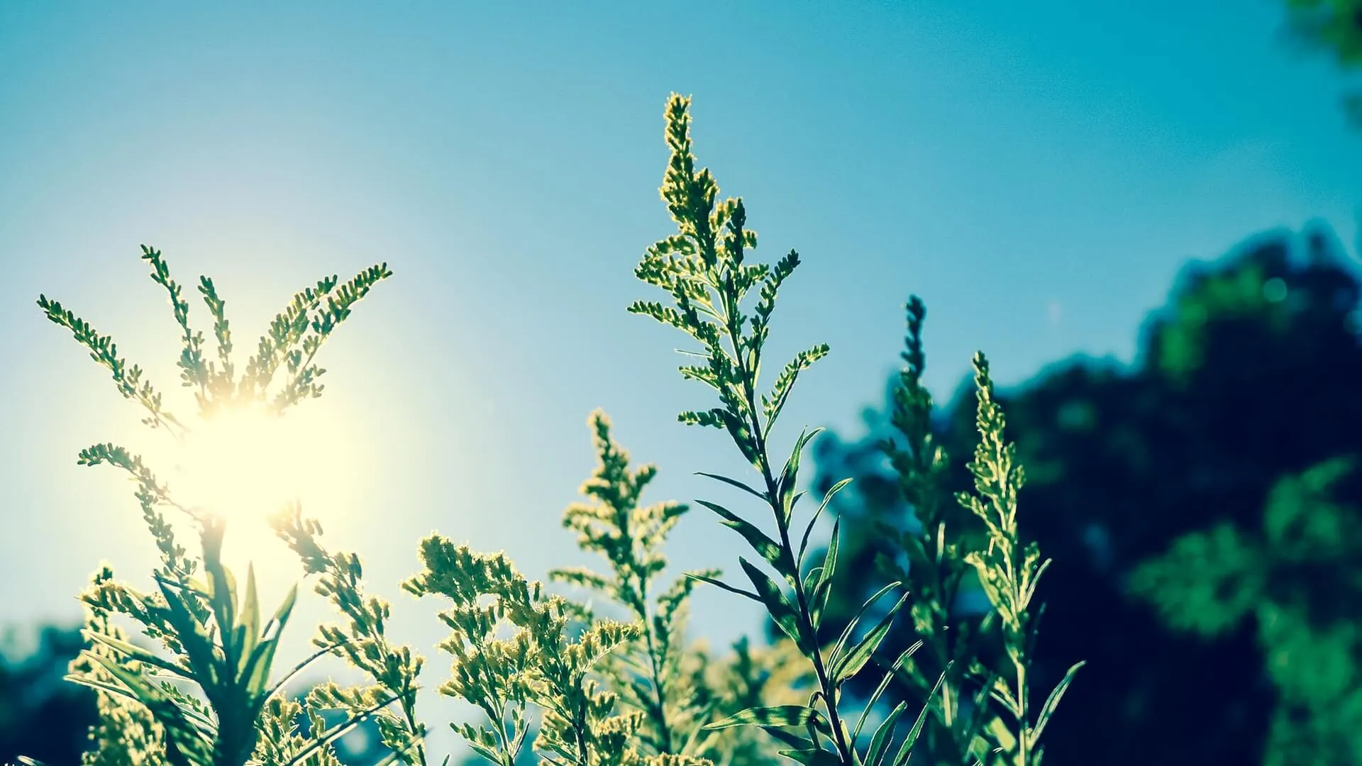 Low-angle view of tall goldenrod plants with yellow blooms and green leaves illuminated by sunlight against a blue sky with distant tree silhouettes