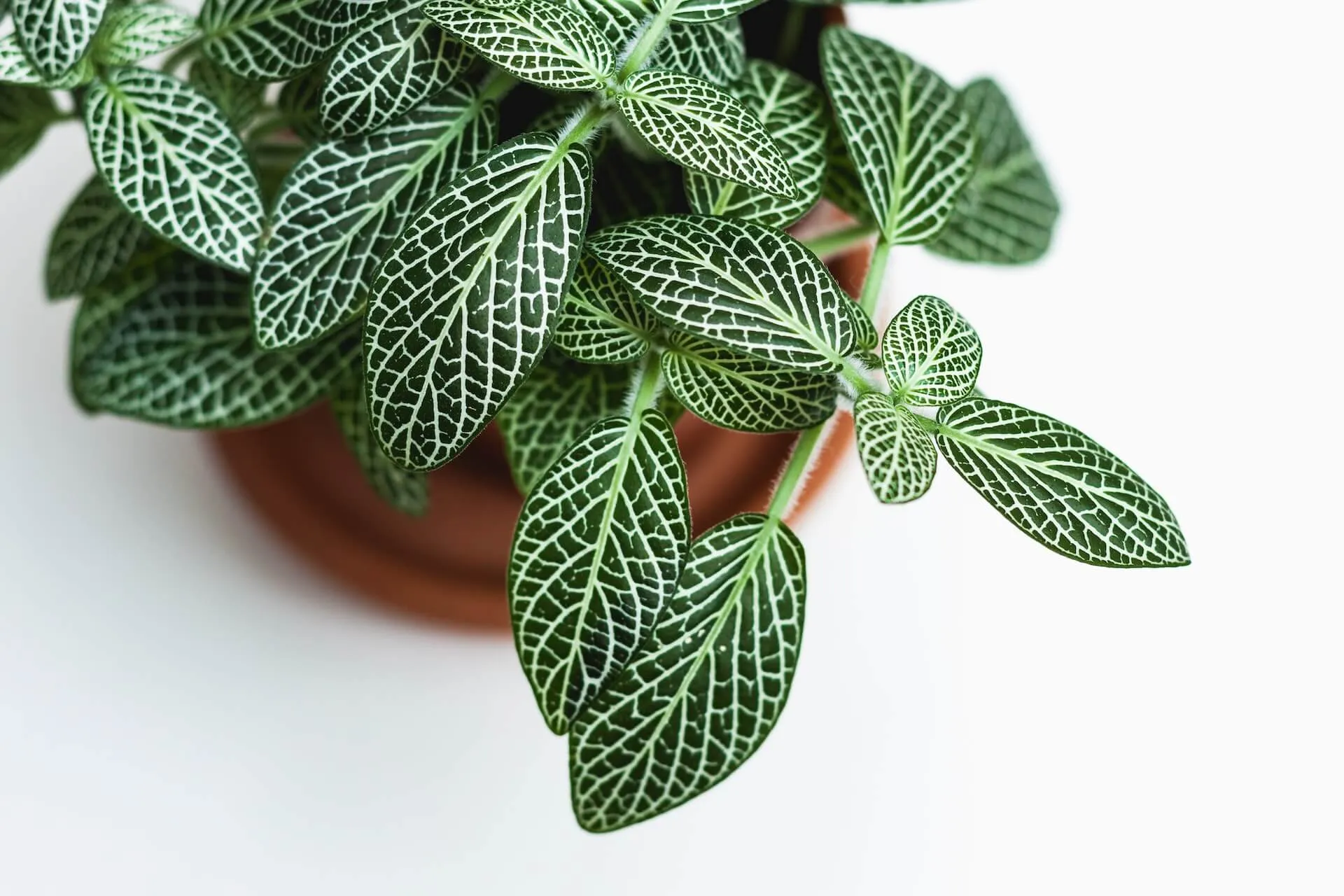 Overhead view of Fittonia nerve plant with dark green oval leaves and intricate white venation spilling over edge of terracotta pot against a bright white background