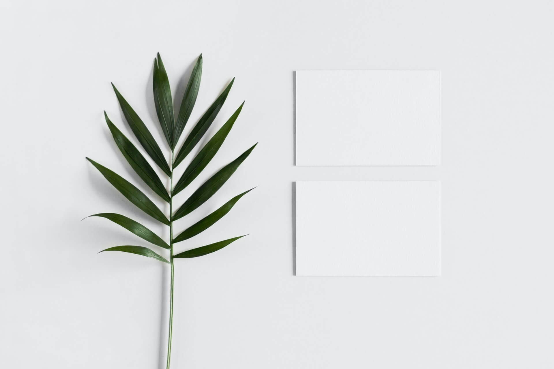 top view of a green palm leaf next to two blank white rectangular cards on a white surface