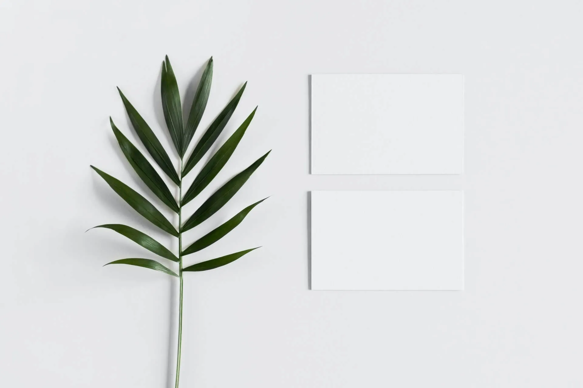 top view of a green palm leaf next to two blank white rectangular cards on a white surface