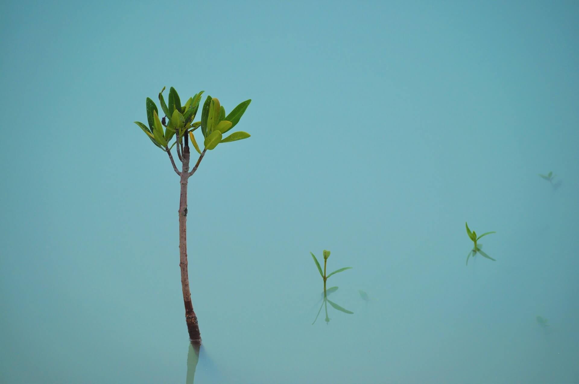 minimalist view of a slender mangrove sapling with clustered green leaves and two smaller shoots emerging from calm pale blue water