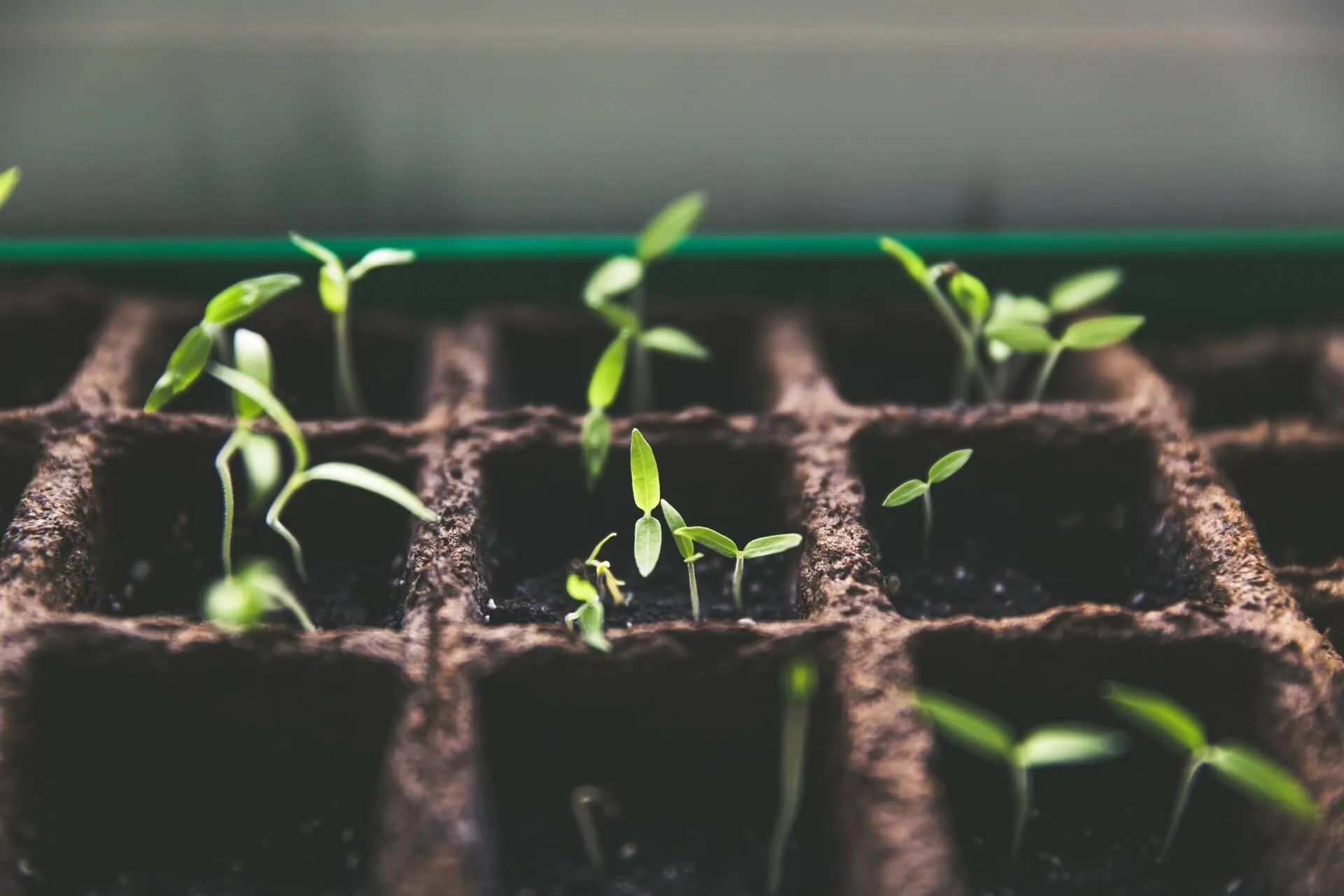 Macro view of tender green seedlings emerging from individual soil-filled cells in a biodegradable seed tray under soft natural light