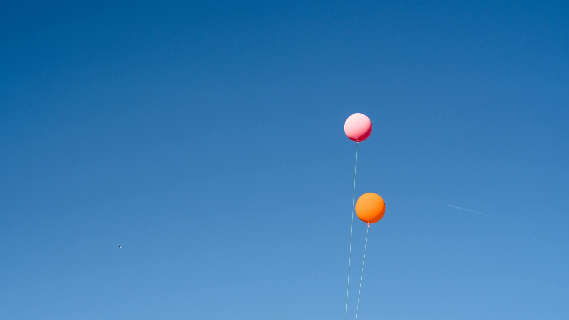 A pink and an orange helium balloon floating high on thin strings in a clear blue sky with a faint airplane contrail in the distance