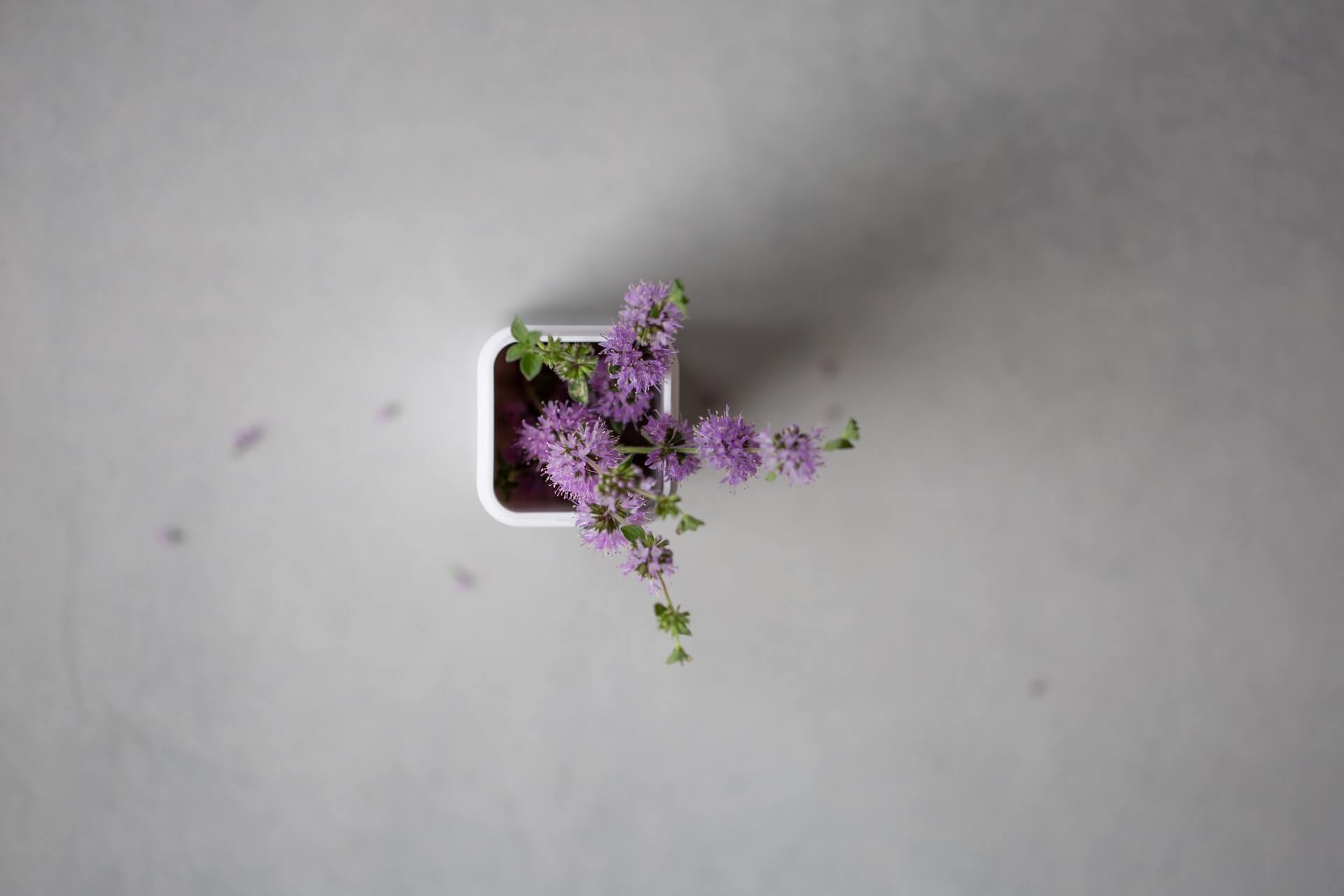 overhead shot of white square planter holding delicate purple clustered blooms and green leaves on smooth grey surface