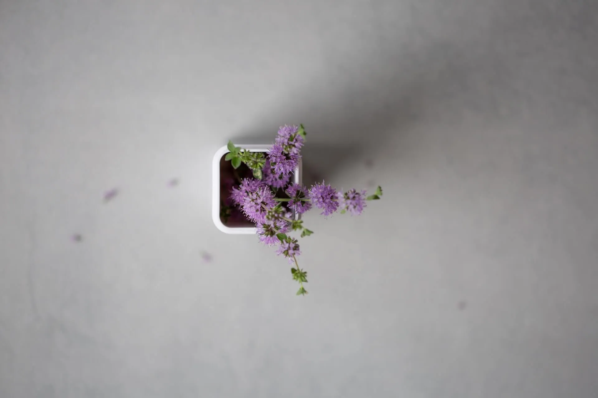 overhead shot of white square planter holding delicate purple clustered blooms and green leaves on smooth grey surface