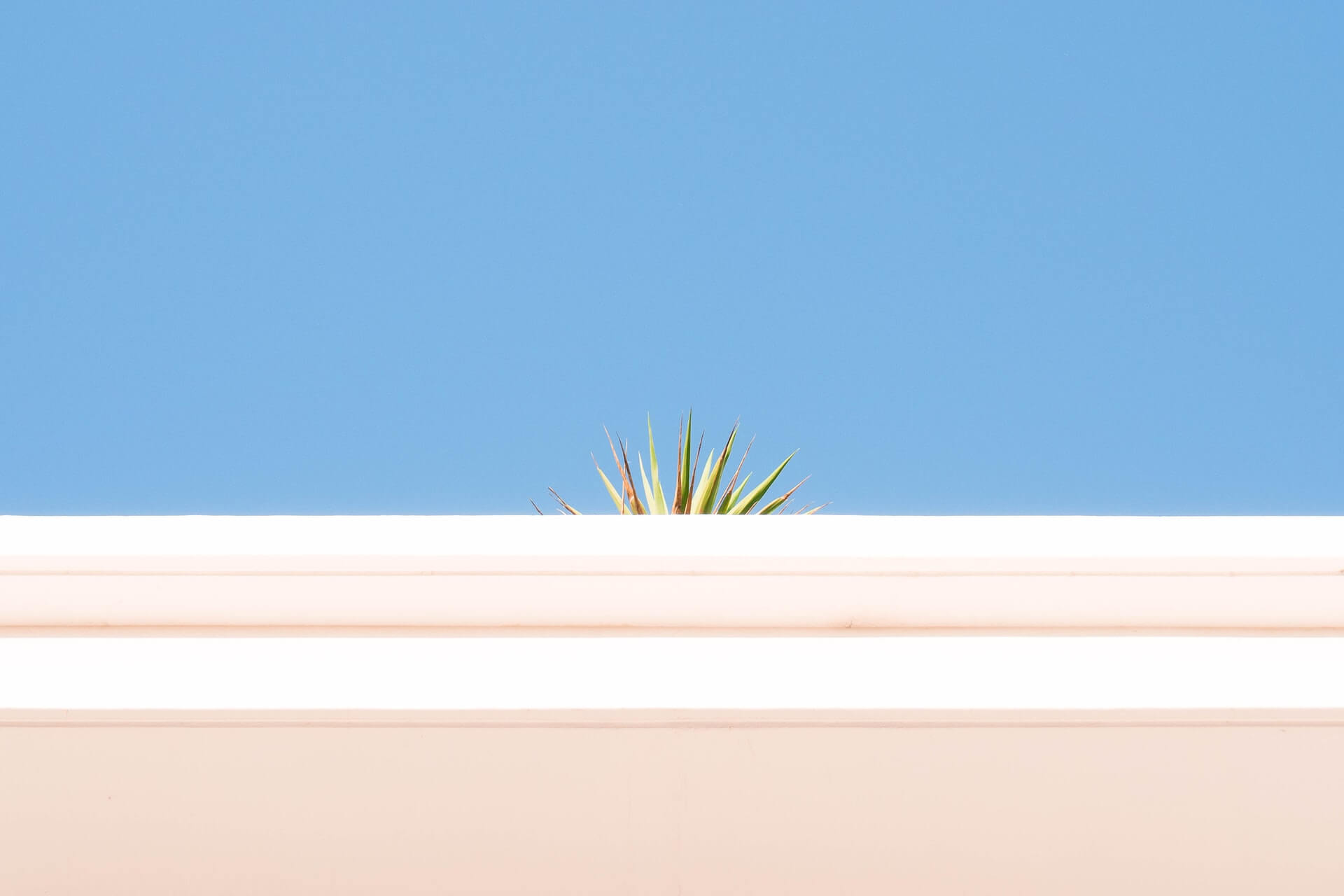 Minimalist view of a white concrete ledge with green spiky plant leaves peeking over it against a bright blue sky