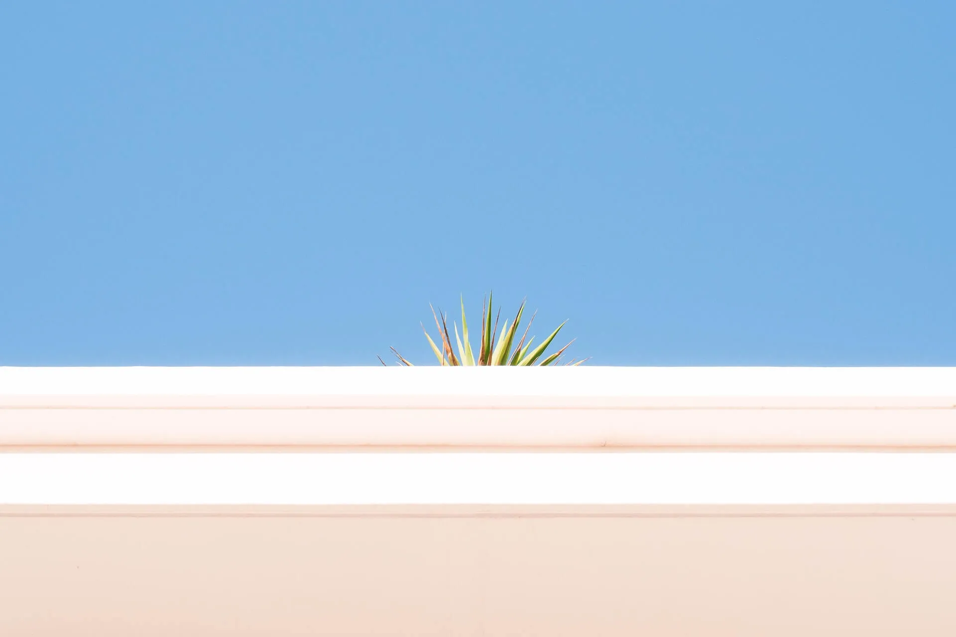 Minimalist view of a white concrete ledge with green spiky plant leaves peeking over it against a bright blue sky