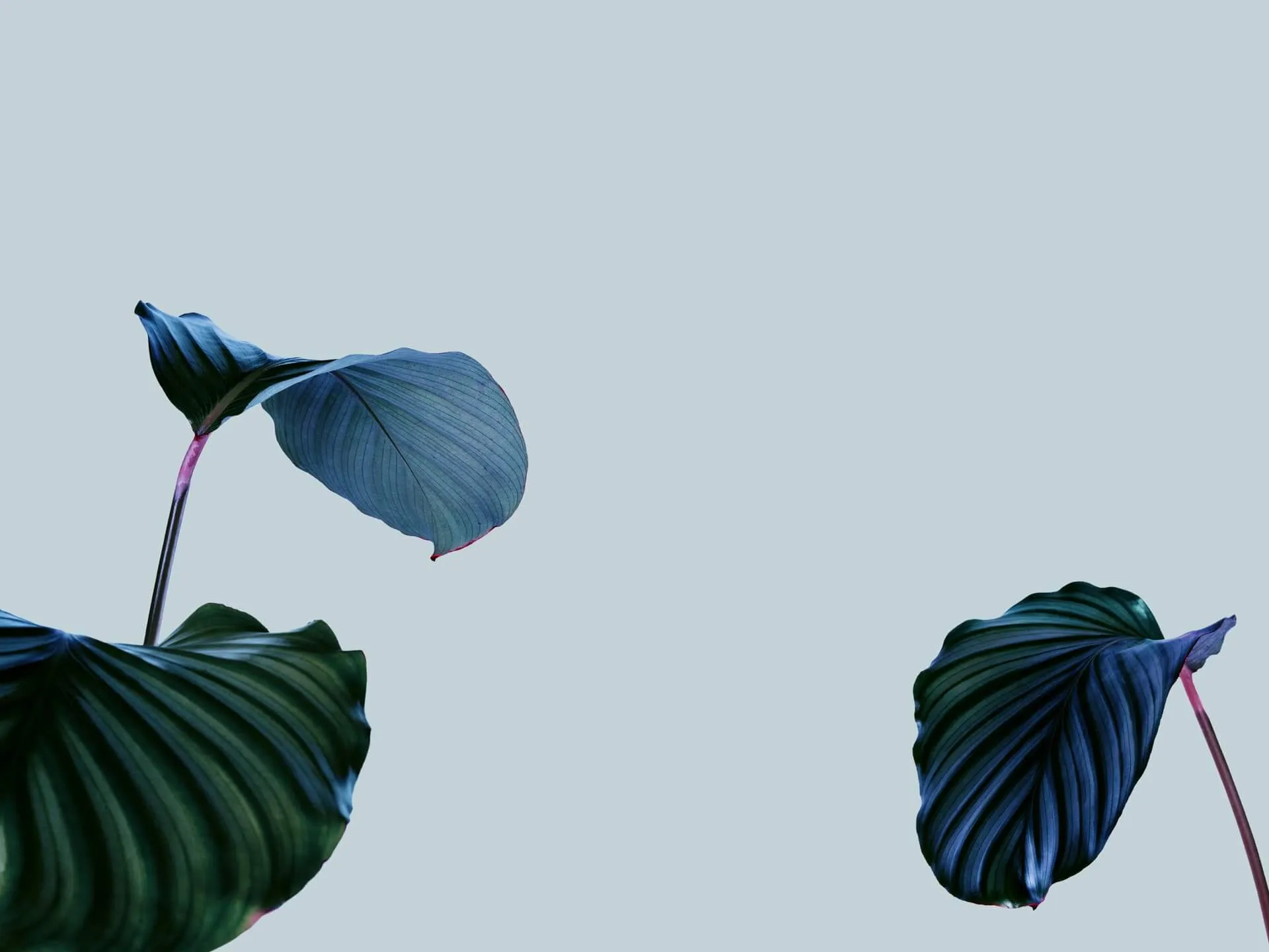 Three broad pleated tropical leaves with deep green and blue tones on slender reddish stems against a pale gray background