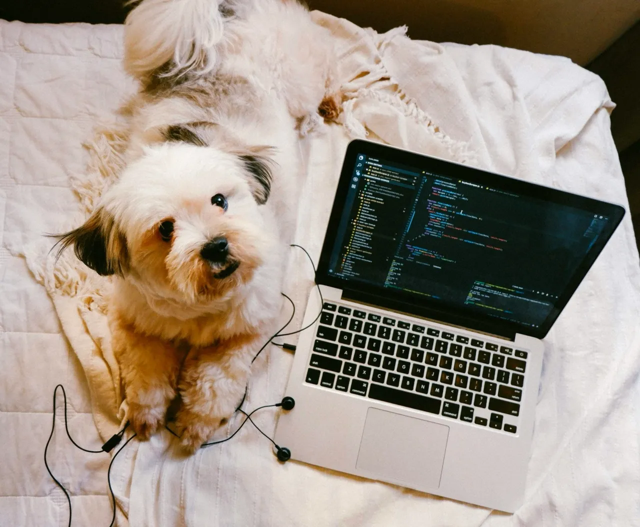 Small fluffy dog with brown ears resting on a white quilted bedspread beside a silver laptop displaying code in dark themed editor and a pair of black wired earphones