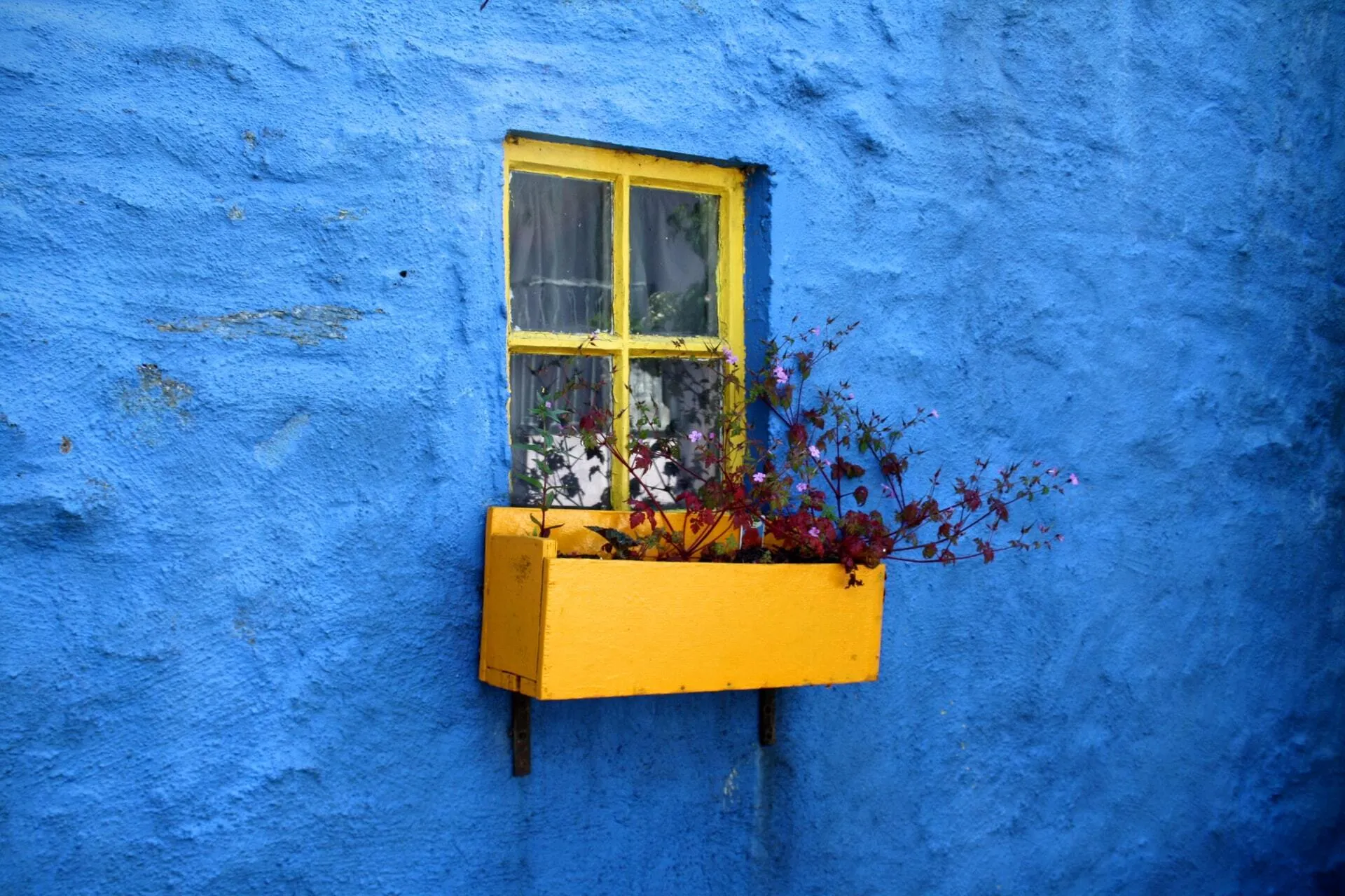 blue textured exterior wall with a small four-pane yellow-framed window and a yellow wooden planter box beneath, filled with burgundy foliage and tiny purple blossoms