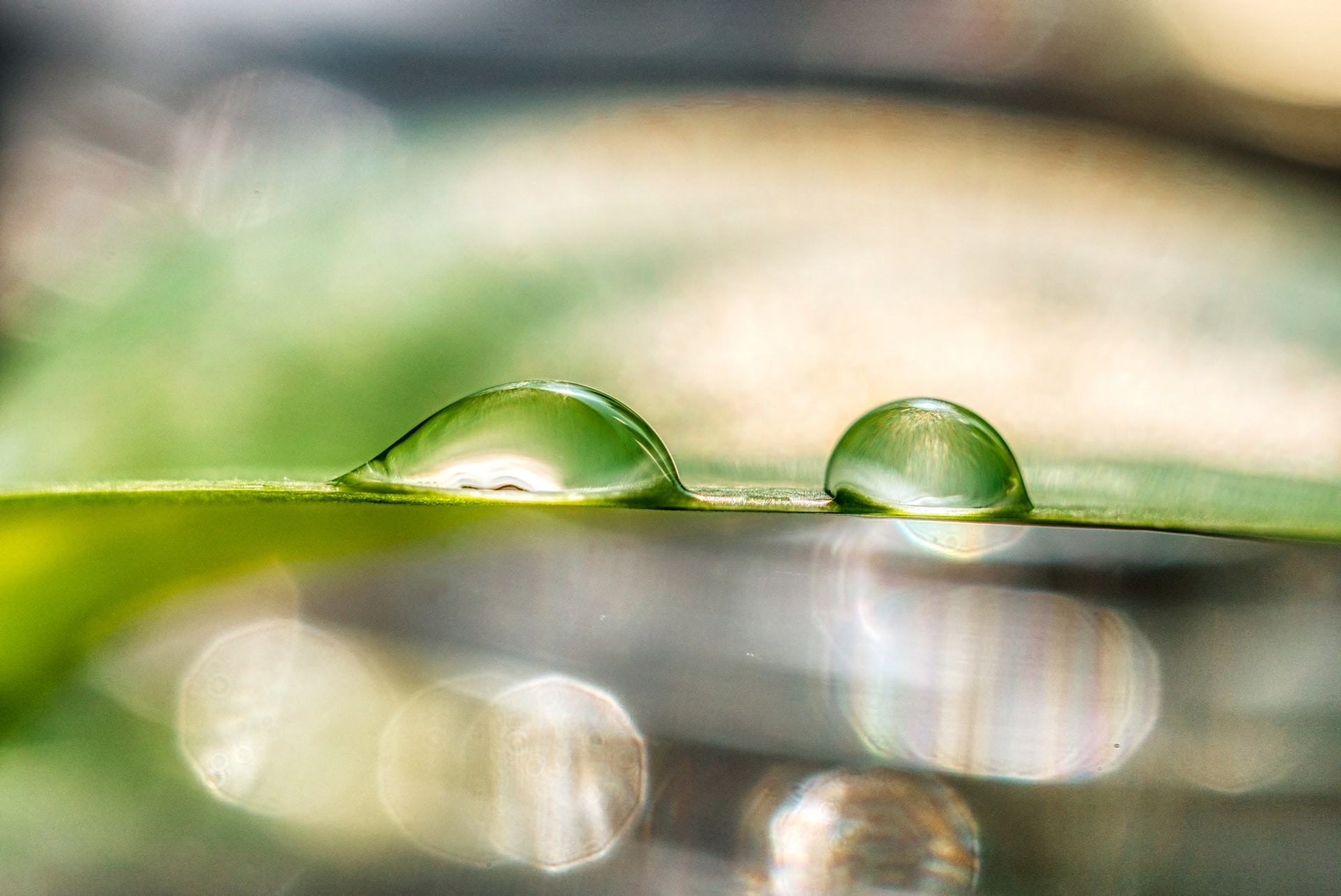 Macro close up of two water droplets resting on a slim green leaf blade with soft colorful bokeh reflections in the background