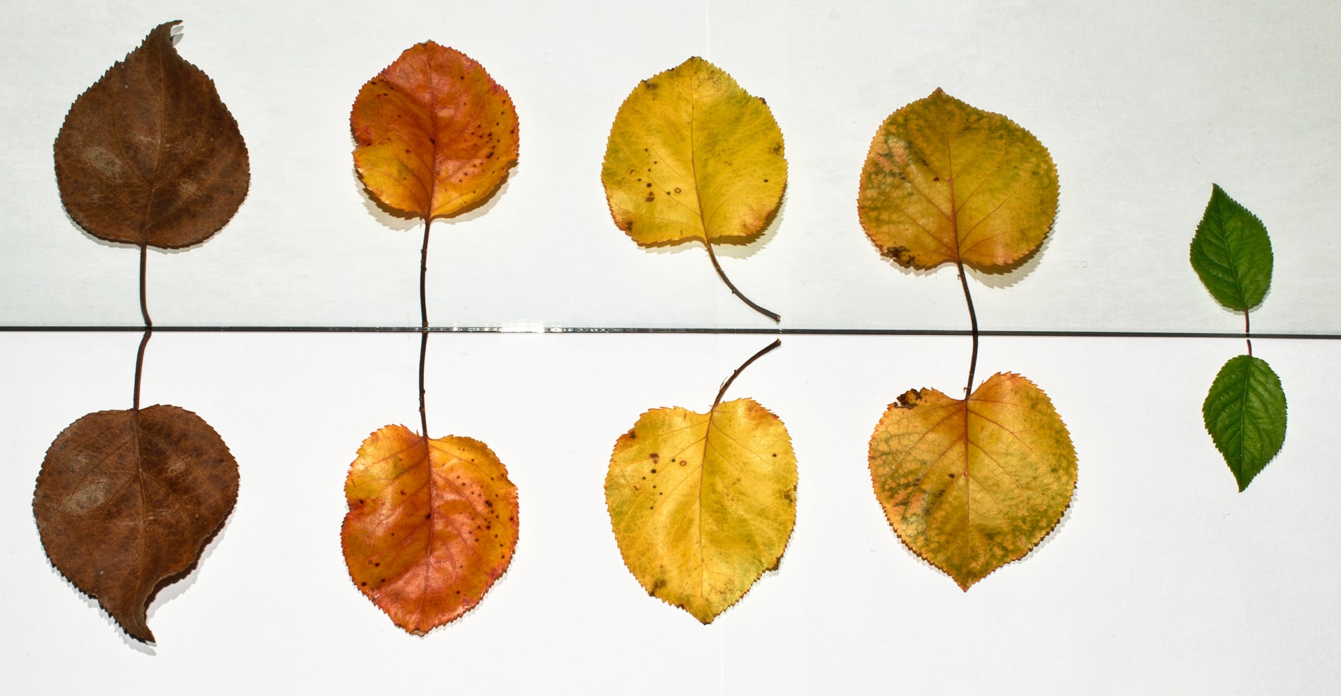 Five individual leaves transitioning from dark brown through orange and yellow to bright green aligned on a horizontal reflective glass panel that mirrors each against a white background