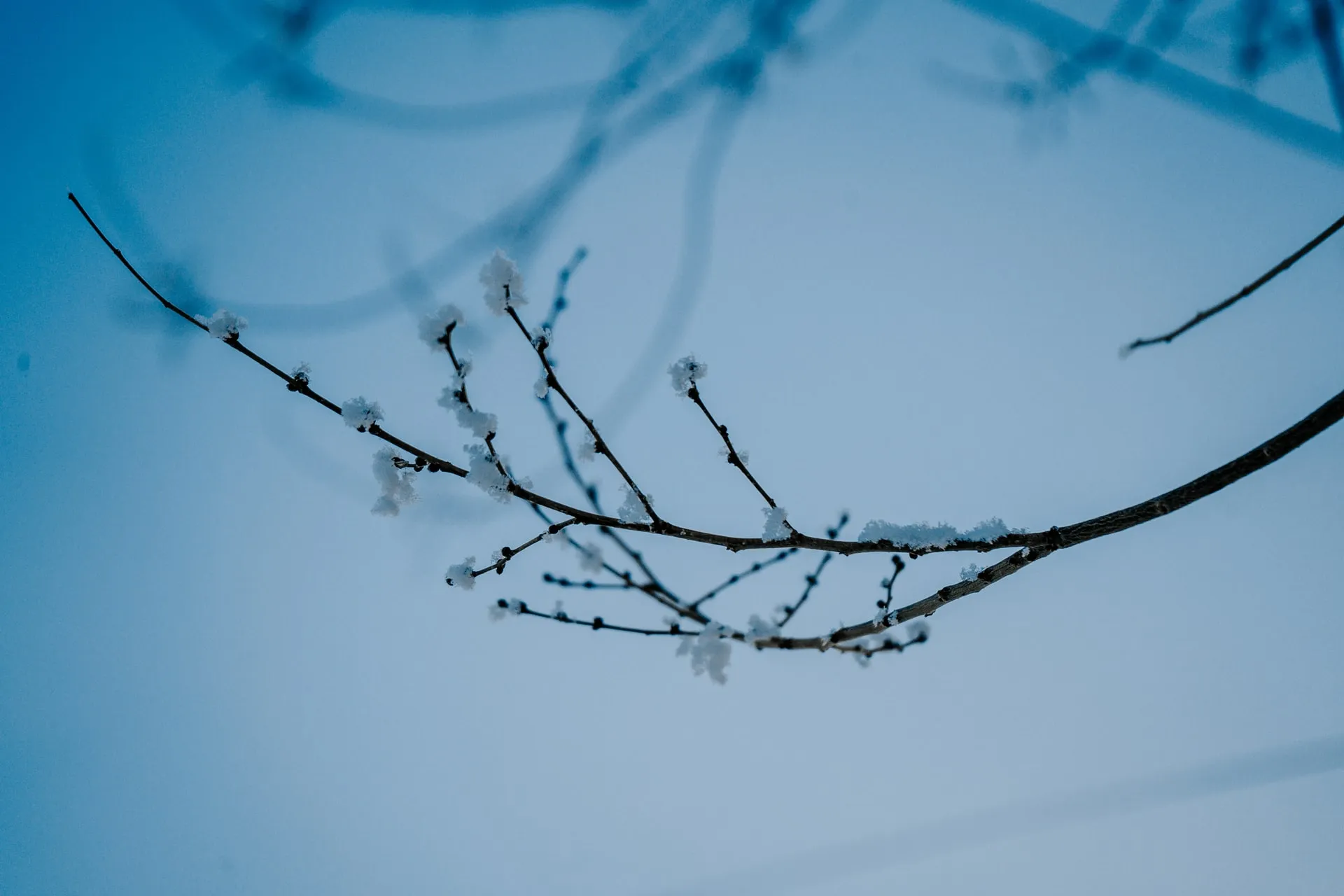 Close up of slender leafless branch bearing clusters of fresh snow crystals against a soft blue winter sky