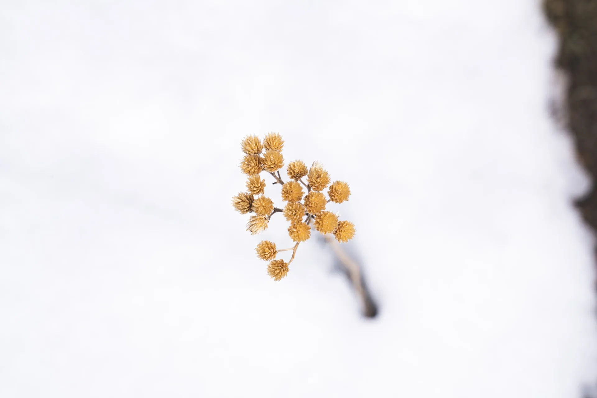 Close-up of a slender branch bearing multiple golden round dried seed pods emerging from soft, out-of-focus snow