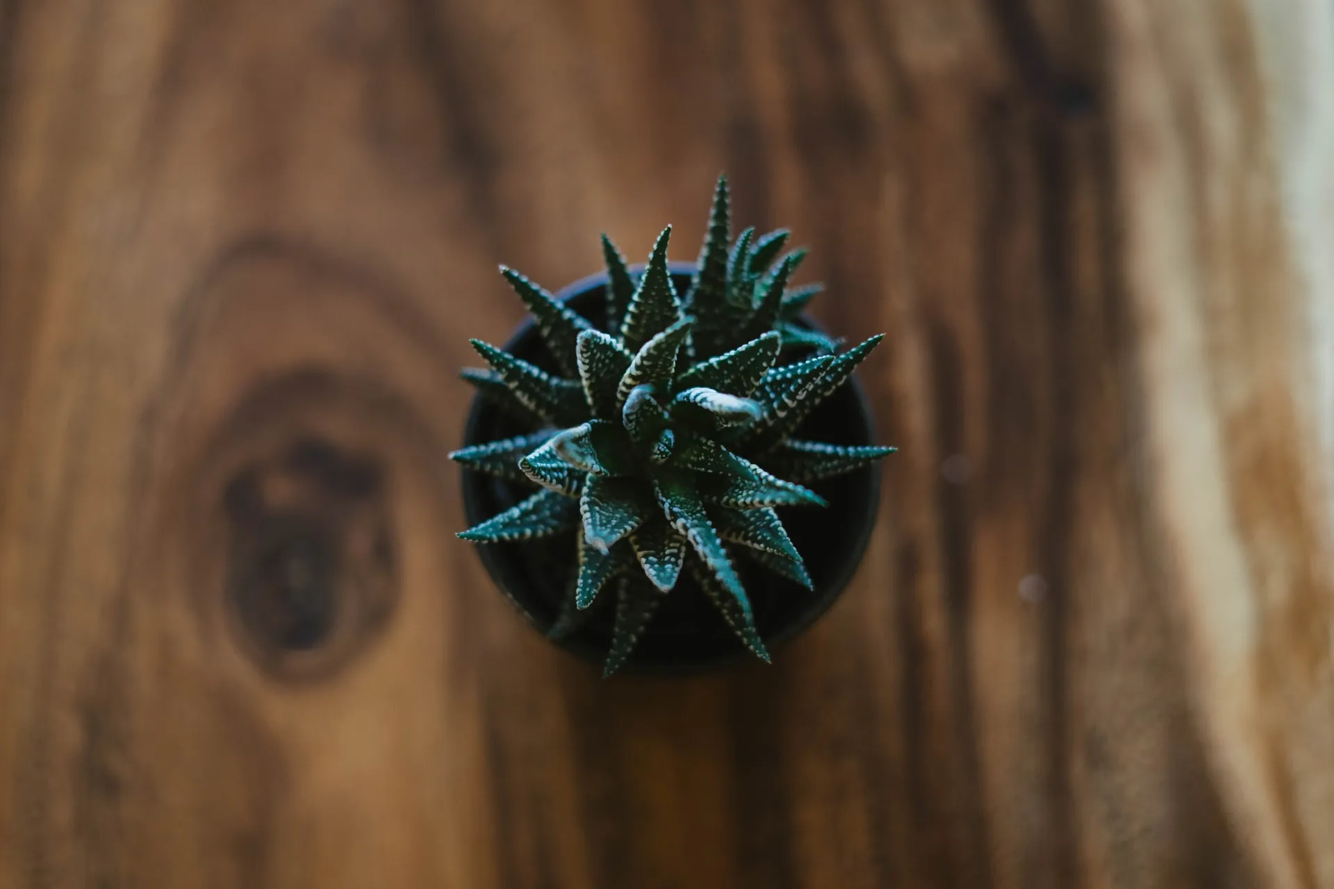 overhead shot of a haworthia succulent with pointed green leaves and white stripes in a black pot on a wood grain surface