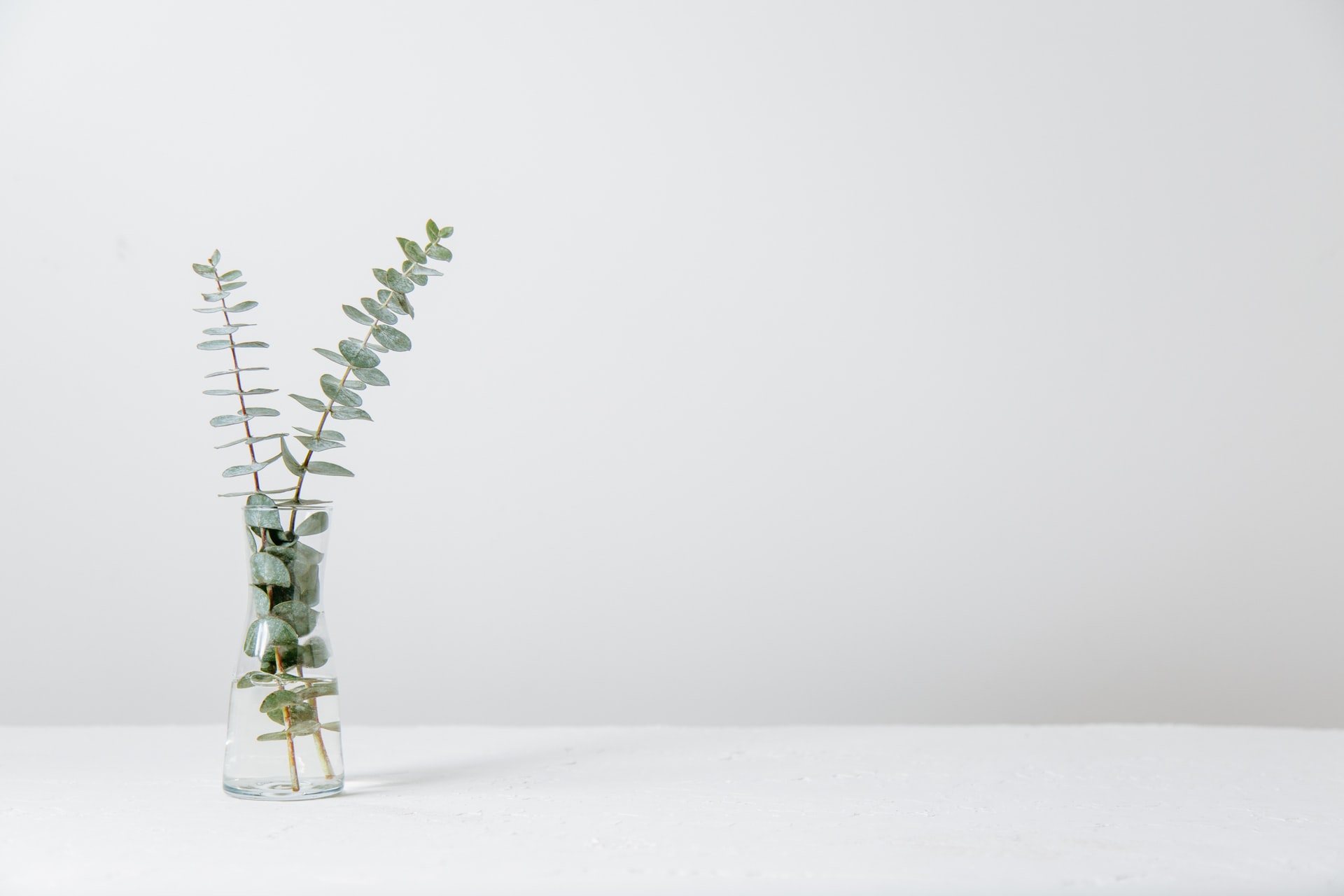 two eucalyptus stems in a slender glass vase filled with water on a white table against an empty pale wall