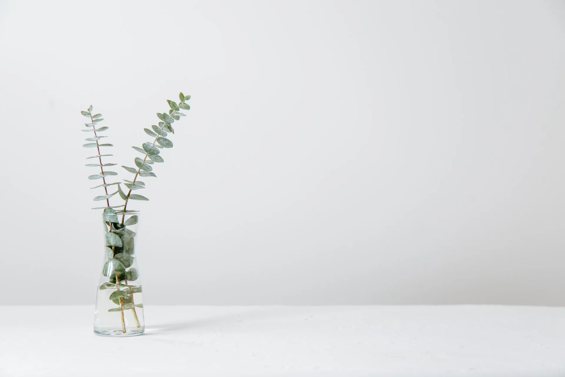 two eucalyptus stems in a slender glass vase filled with water on a white table against an empty pale wall