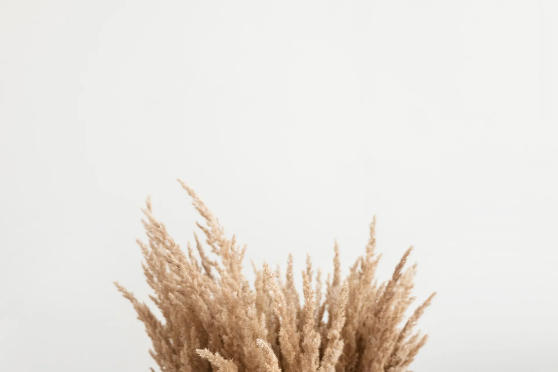 close up of beige pampas grass plumes arranged against a simple white backdrop