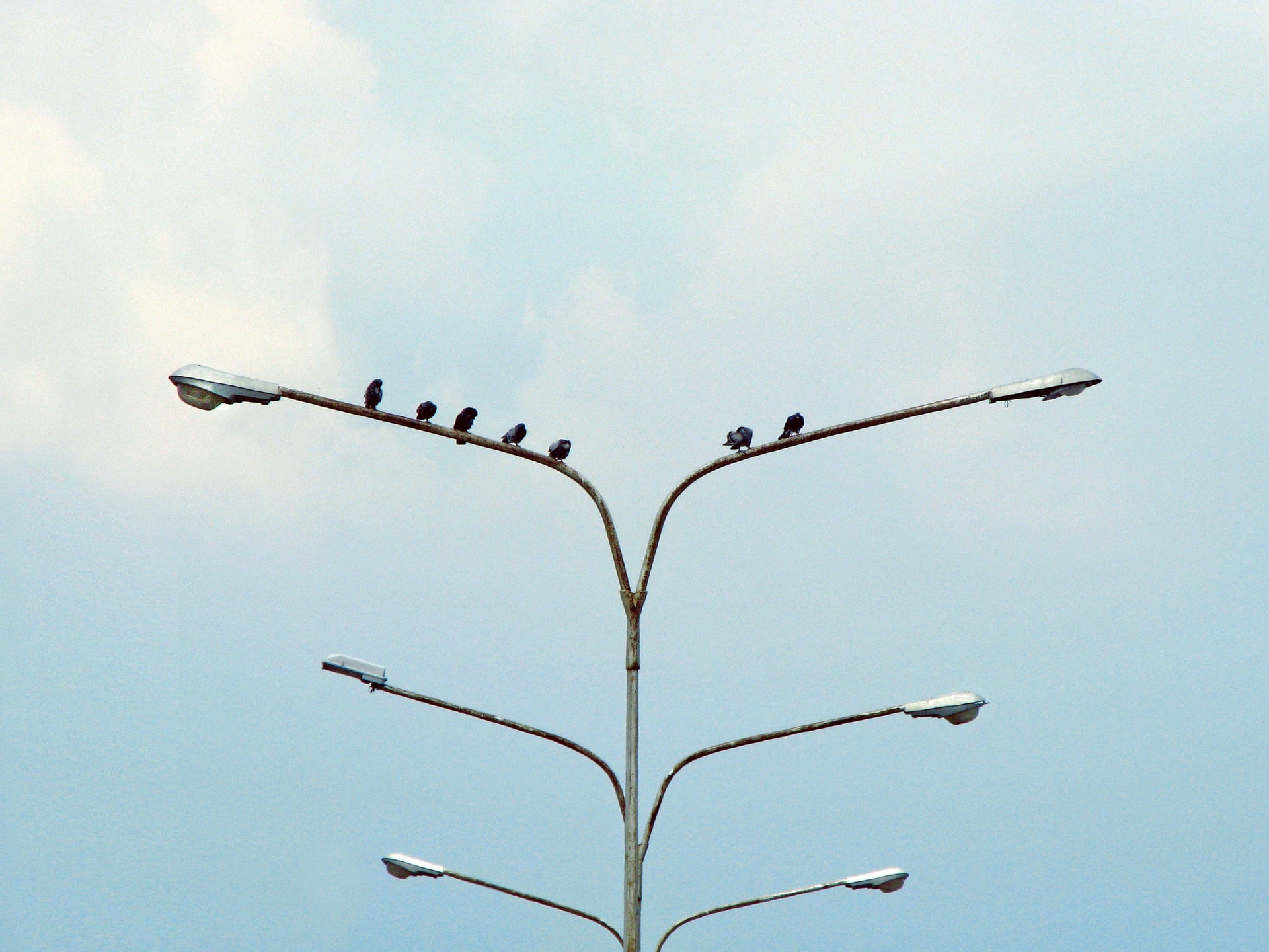 Several pigeons lined up along the highest crossbar of a tall multi arm street lamp against a light blue sky