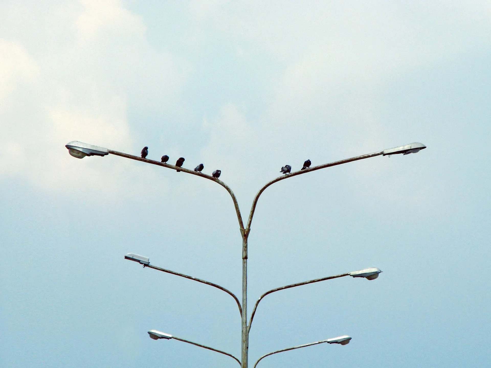 Several pigeons lined up along the highest crossbar of a tall multi arm street lamp against a light blue sky