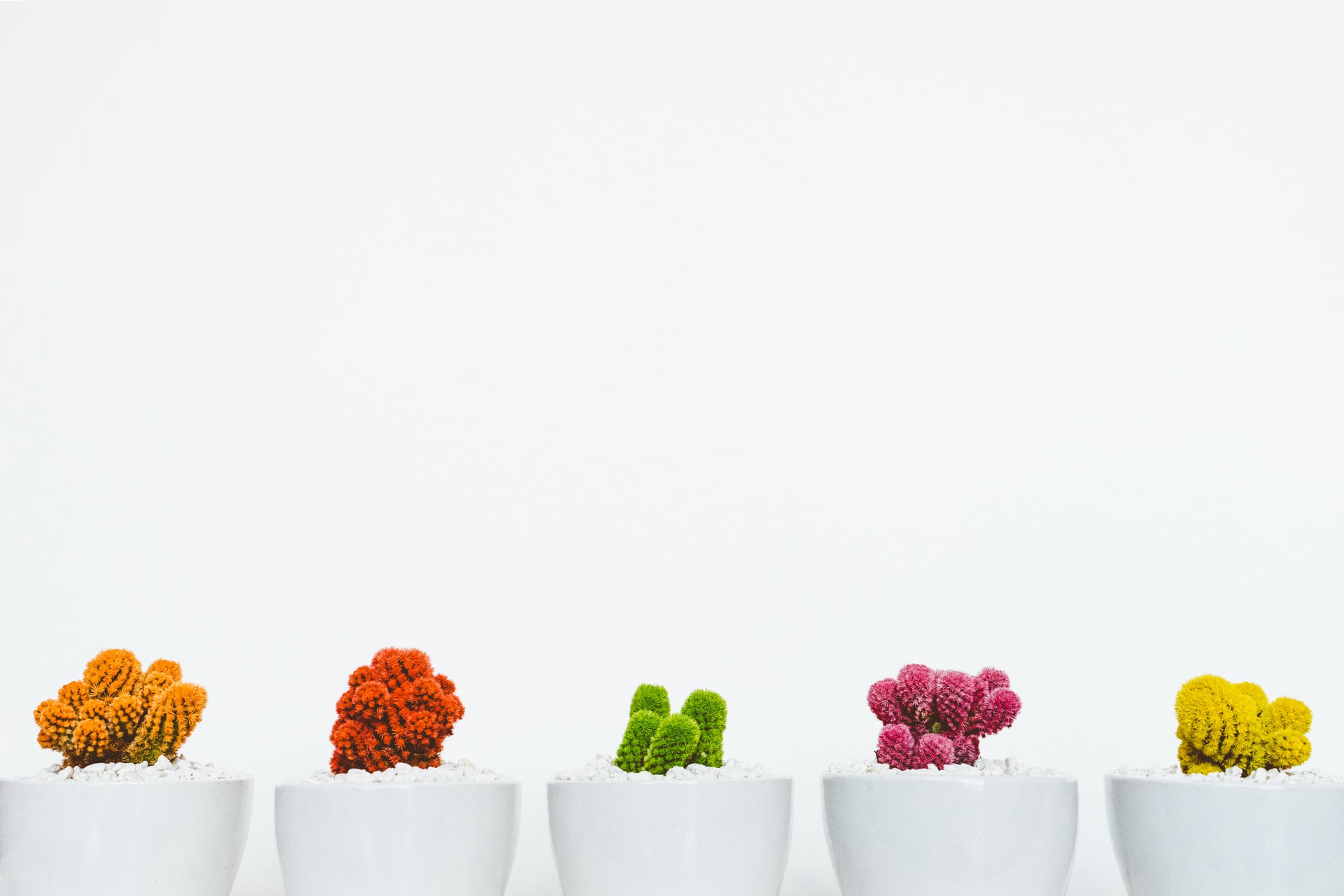 Row of five white ceramic pots on a white surface each holding a tiny vibrant coral cactus dyed orange red green pink and yellow against a clean white backdrop