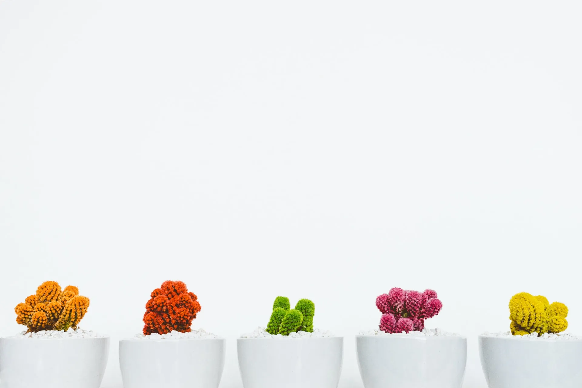 Row of five white ceramic pots on a white surface each holding a tiny vibrant coral cactus dyed orange red green pink and yellow against a clean white backdrop