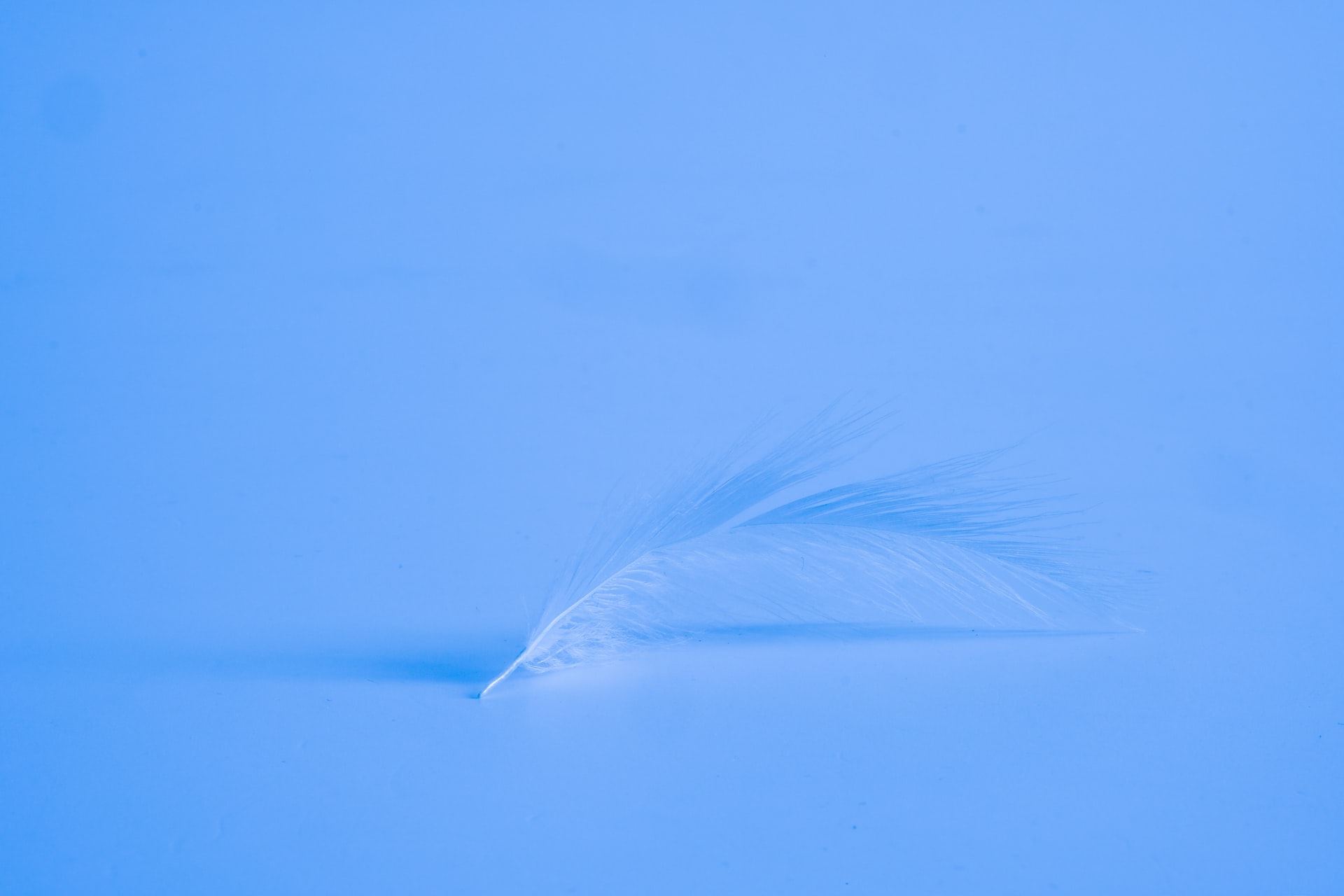 Close up of a delicate white feather resting horizontally on a smooth blue surface casting a soft shadow