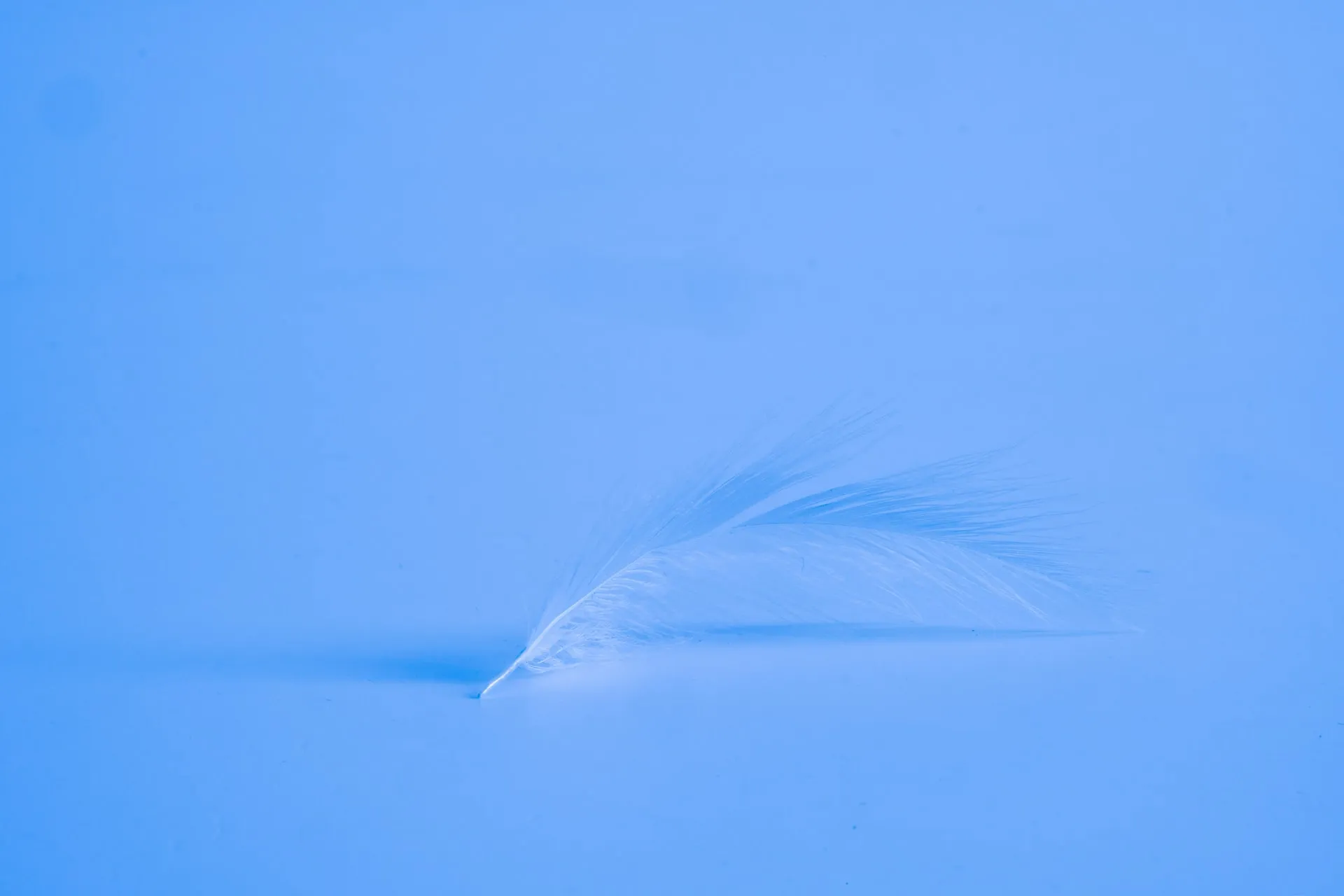 Close up of a delicate white feather resting horizontally on a smooth blue surface casting a soft shadow