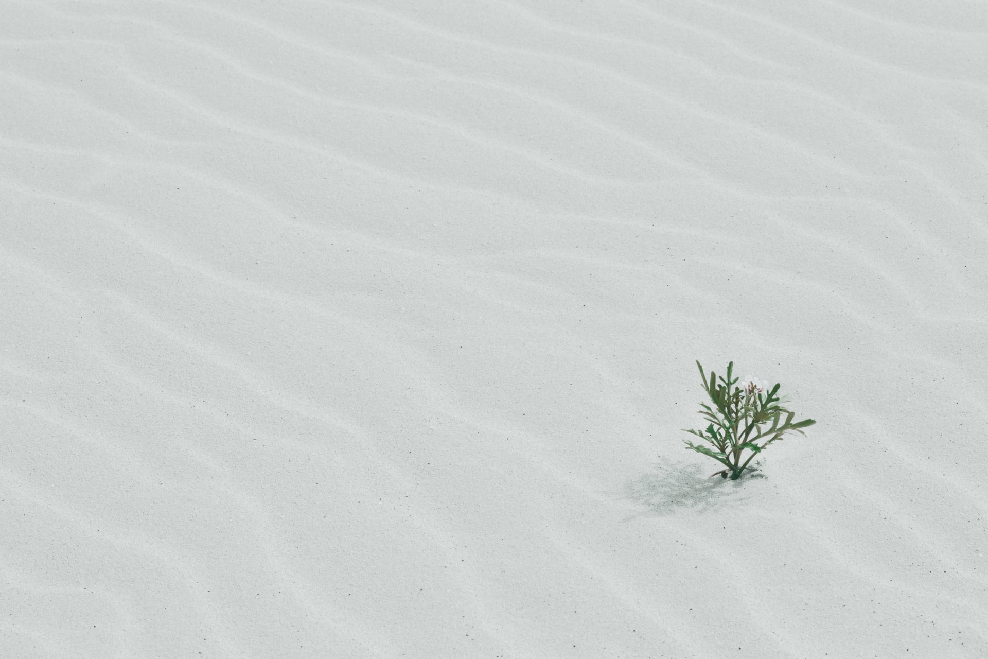 A lone green sprout with tiny white flowers growing in expansive rippled white sand dunes, symbolizing resilience