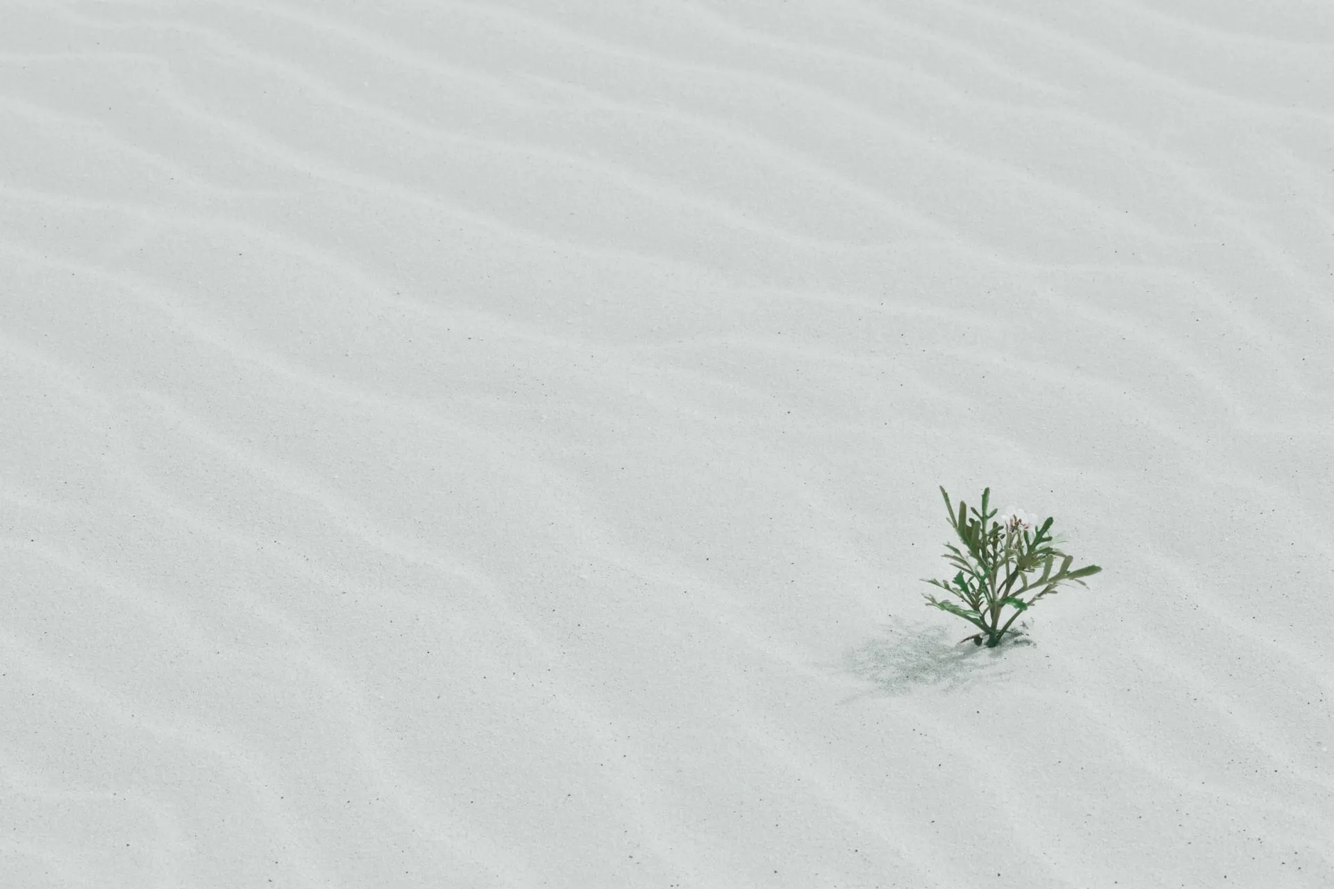 A lone green sprout with tiny white flowers growing in expansive rippled white sand dunes, symbolizing resilience