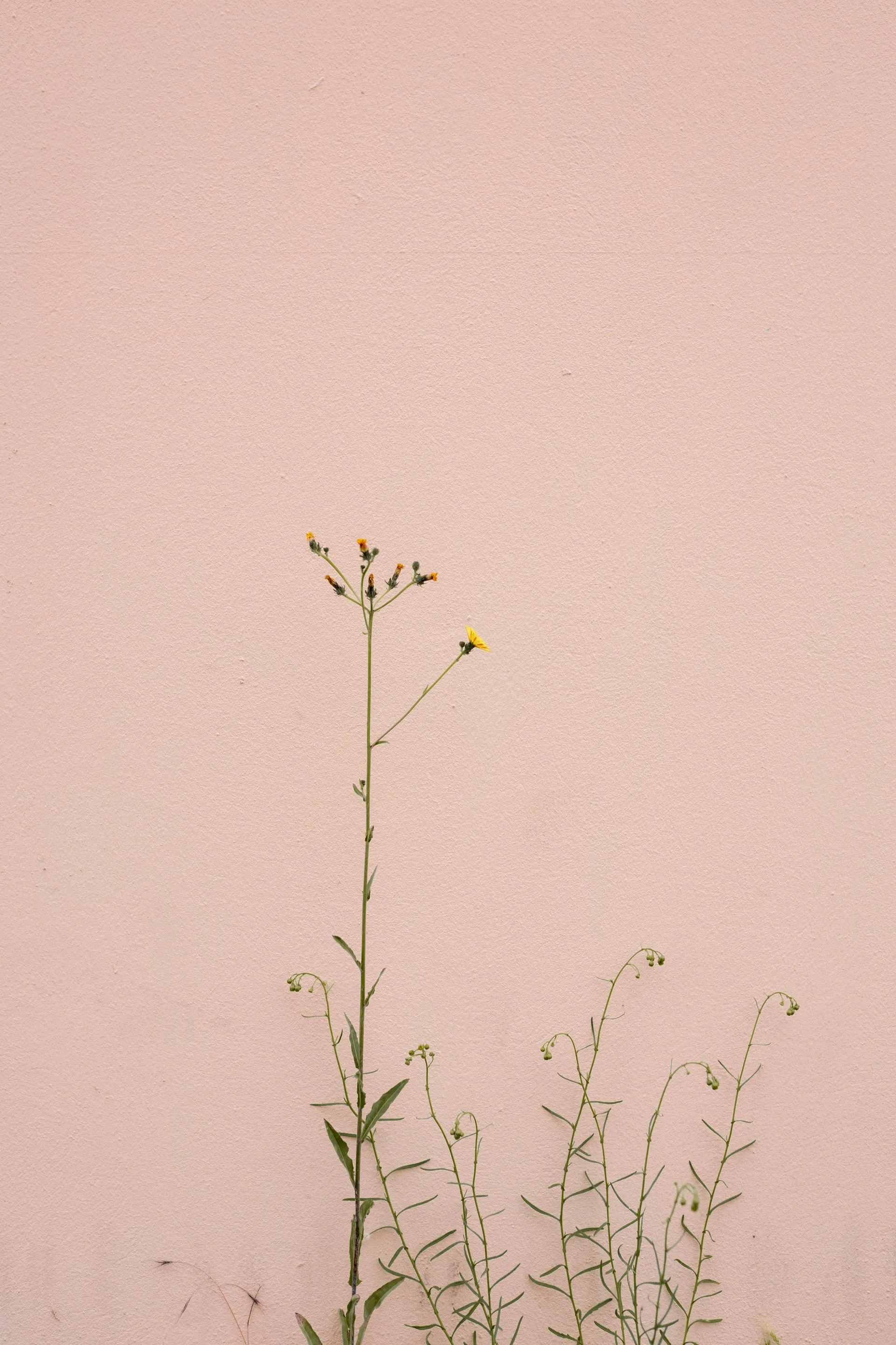Slender green wildflower with multiple buds and a single yellow bloom rising from a cluster of leafy stems against a smooth pastel pink stucco wall