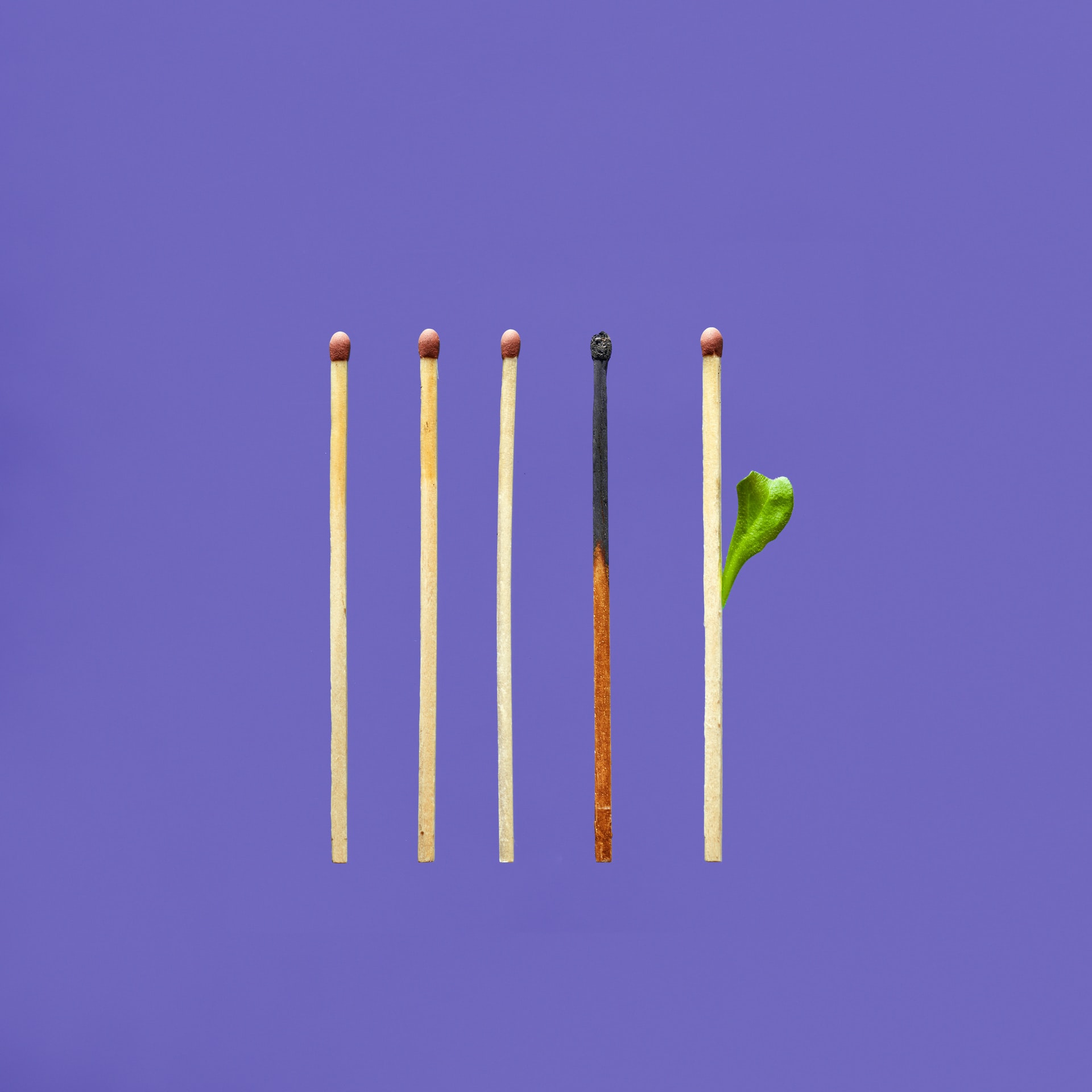 A row of five wooden matchsticks on a purple backdrop with three unlit matches a charred matchstick and one match with a fresh green leaf sprout symbolizing burnout and renewal